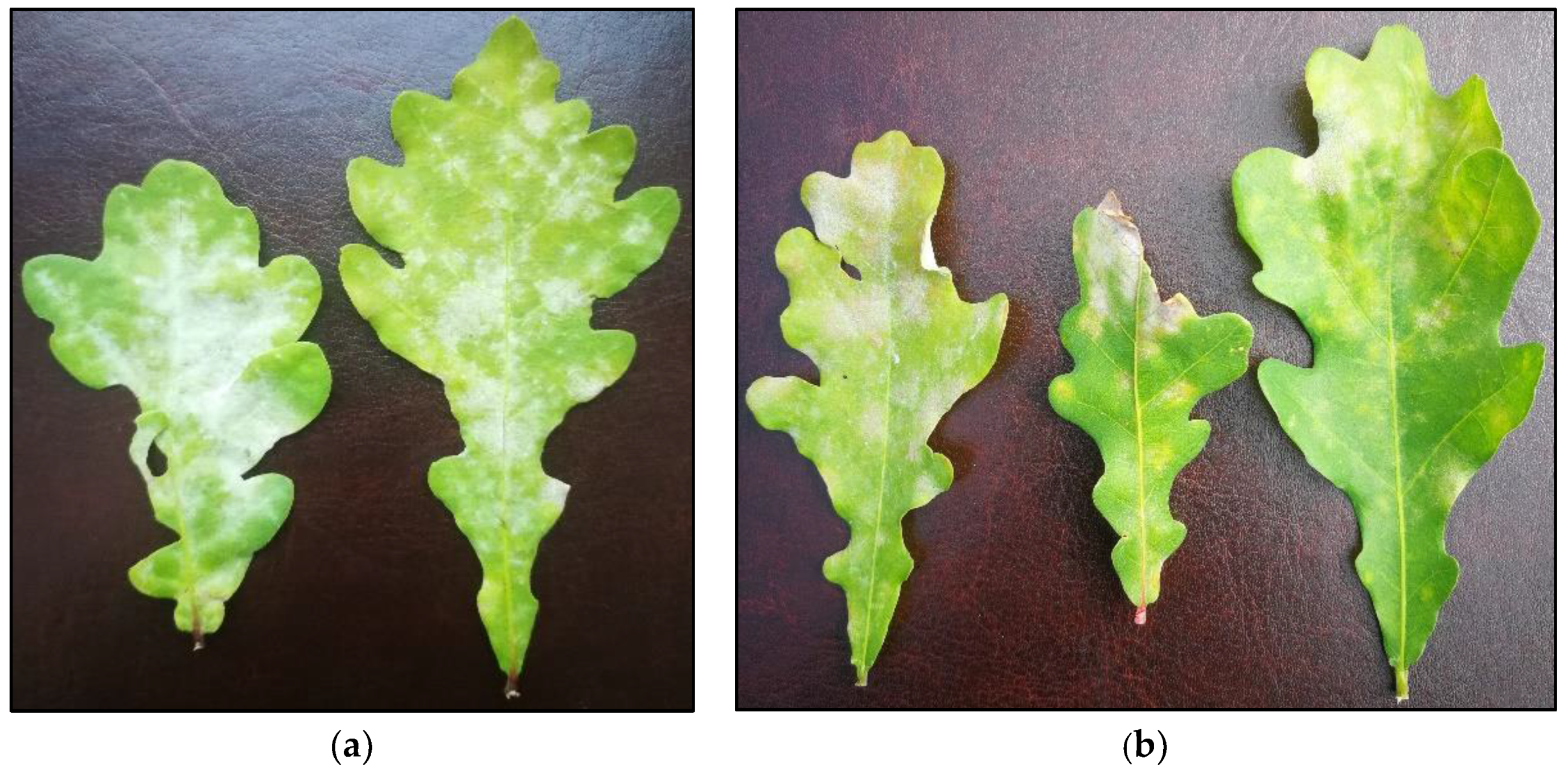 Plants 12 00635 g003