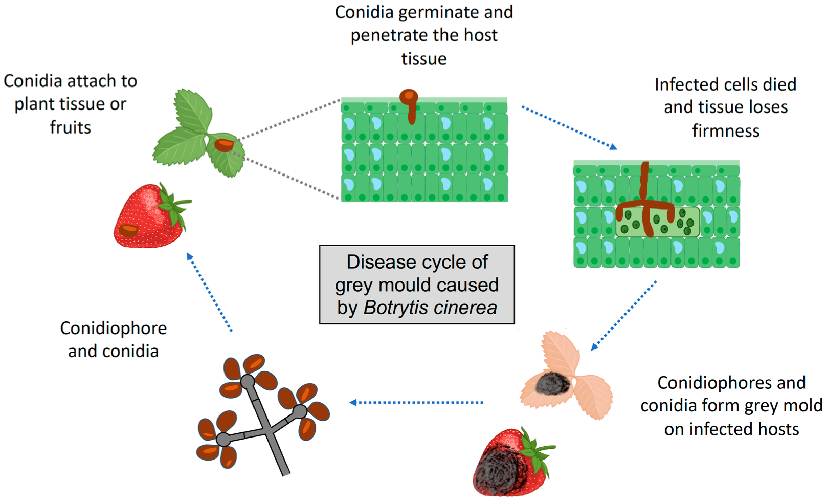 Plants 12 00637 g001