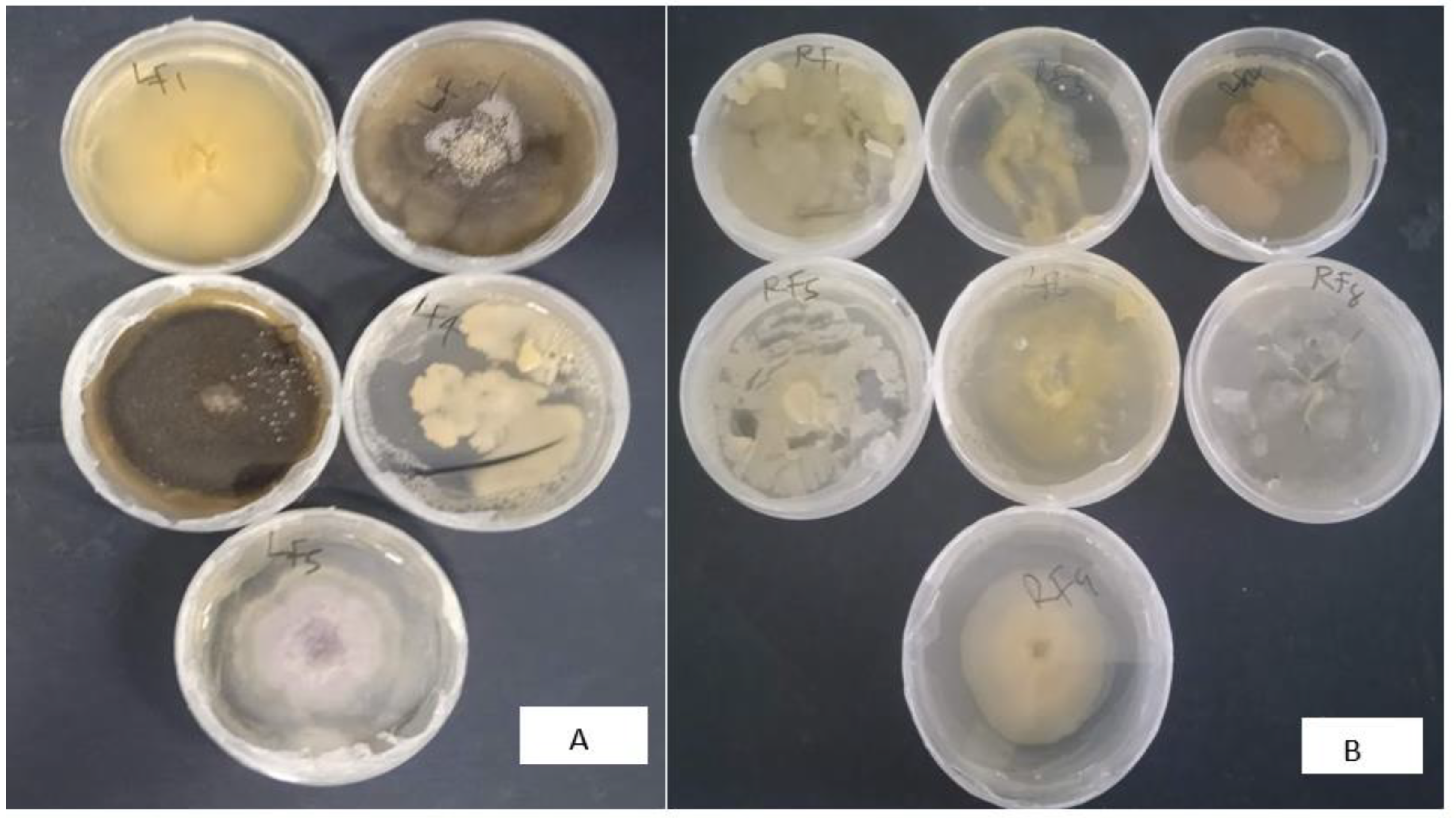 Plants 12 00638 g003