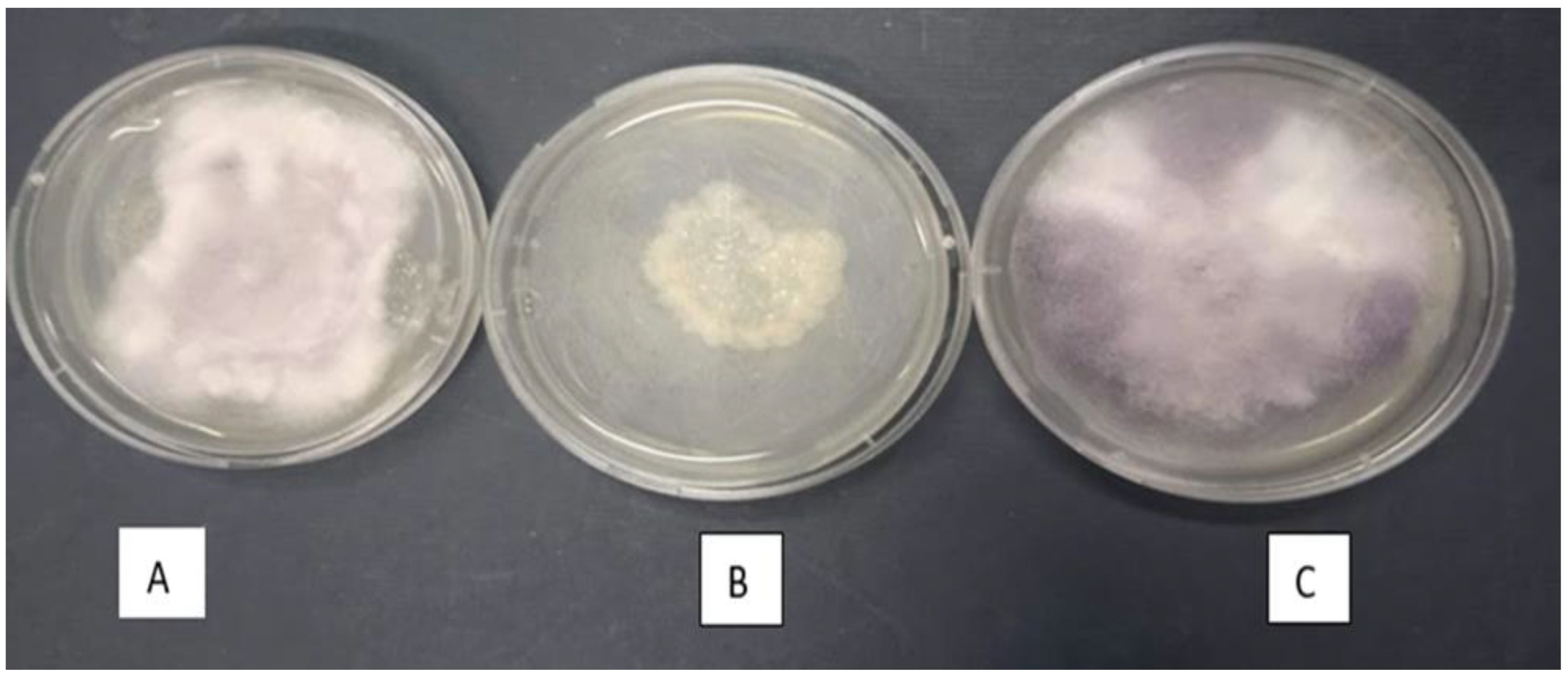 Plants 12 00638 g006