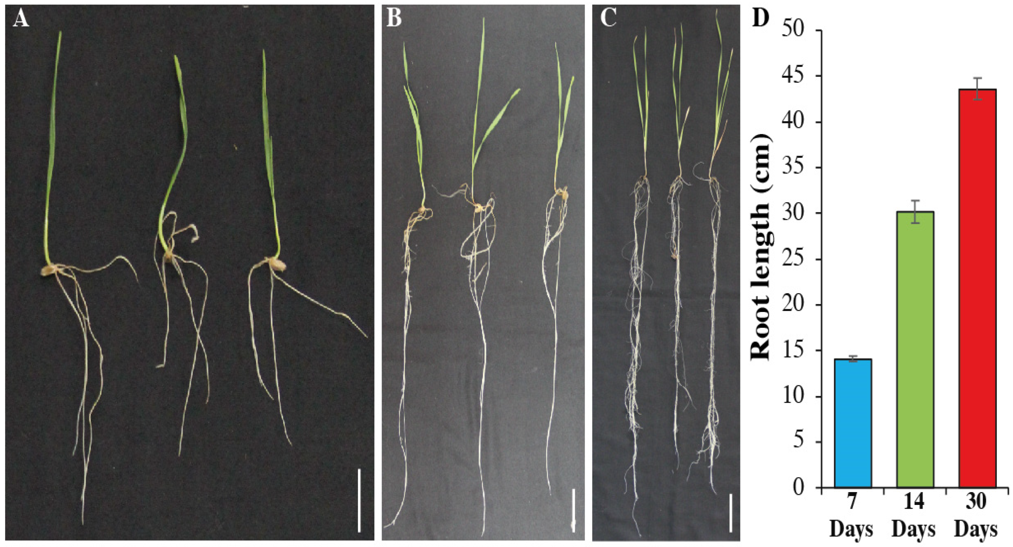Plants 12 00642 g001
