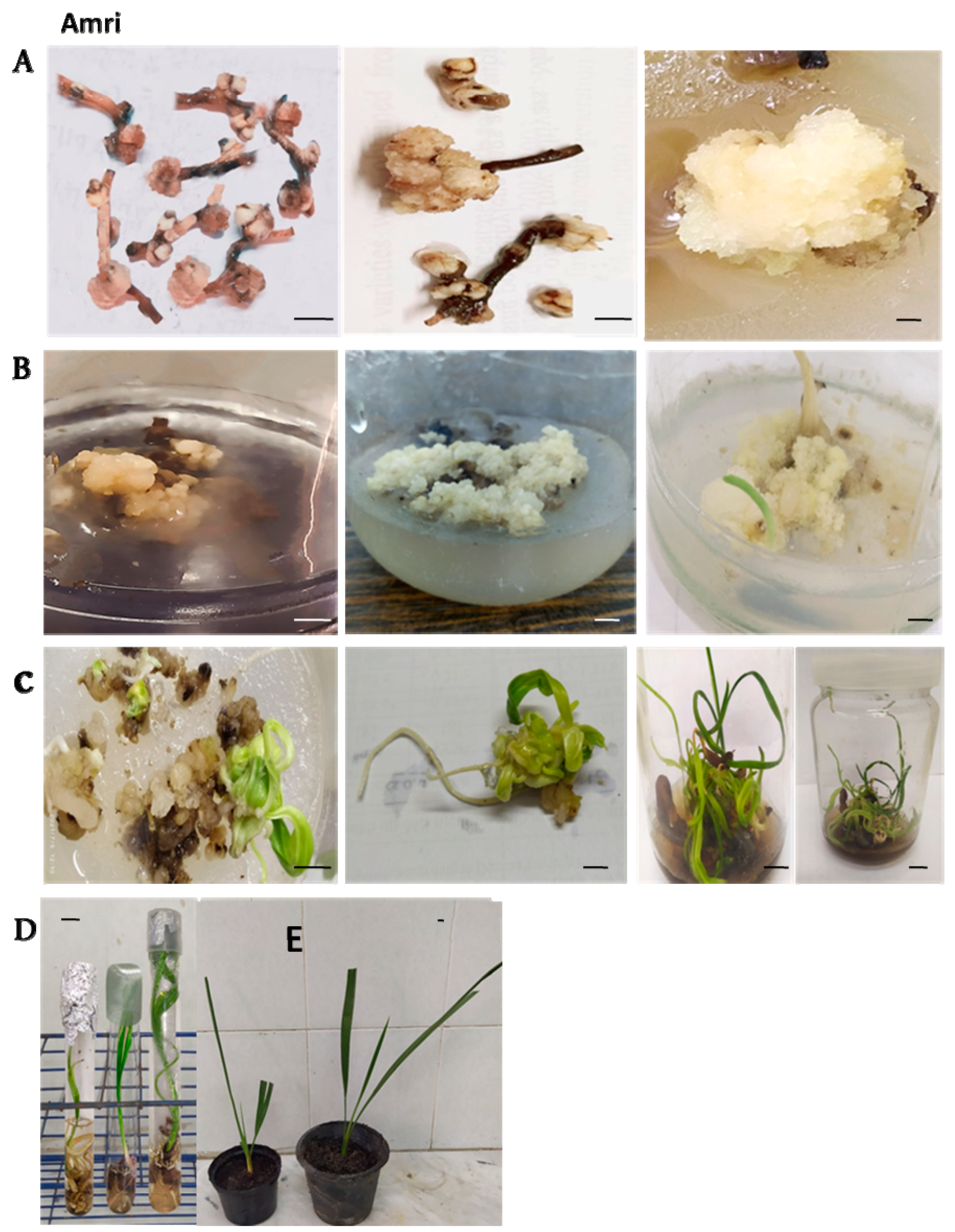 Plants 12 00644 g002