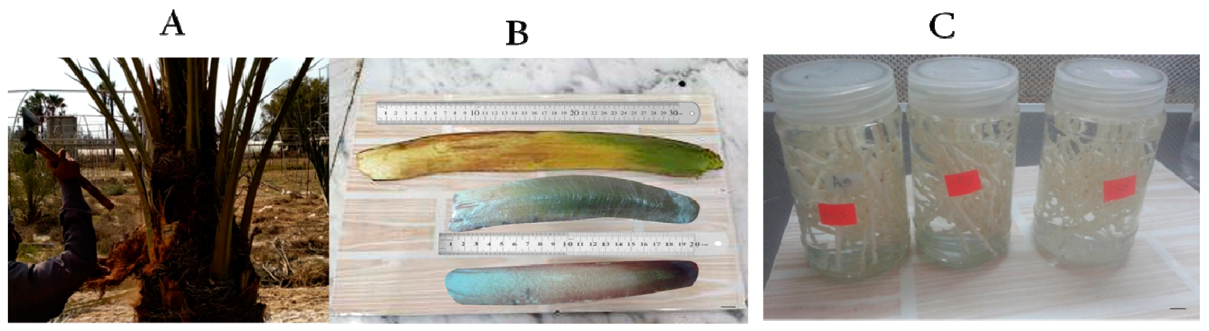 Plants 12 00644 g008