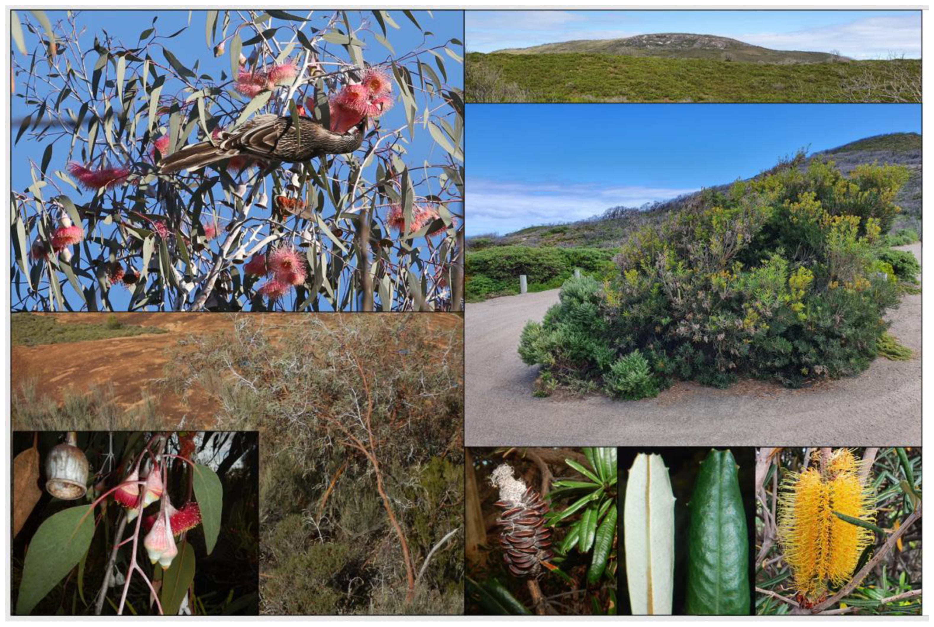 Plants 12 00645 g003 Plants 12 00645 g003