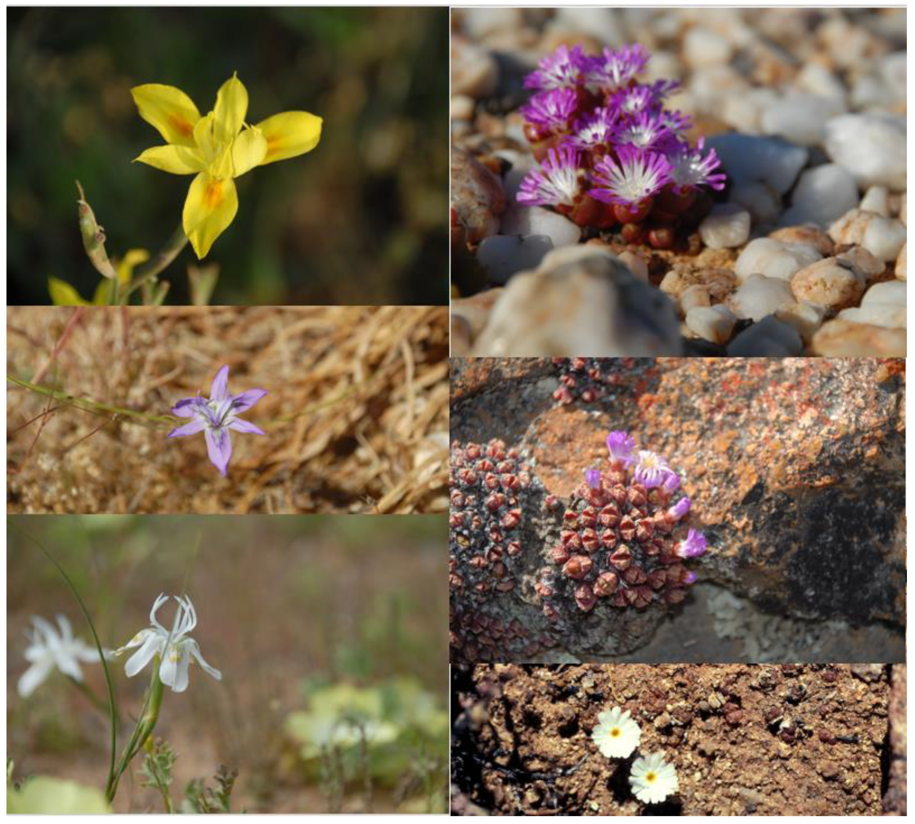 Plants 12 00645 g004 Plants 12 00645 g004