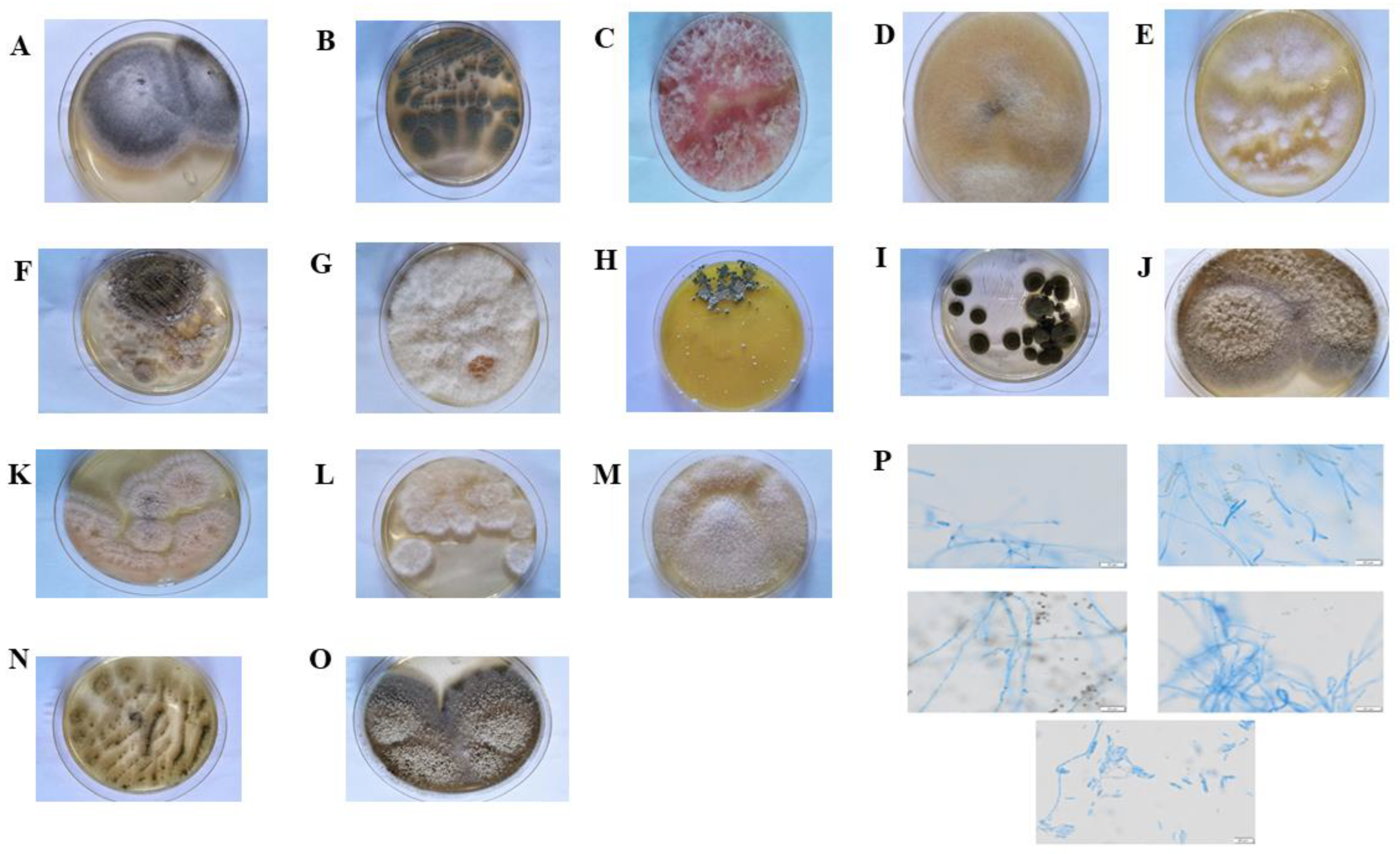 Plants 12 00650 g001 Plants 12 00650 g001
