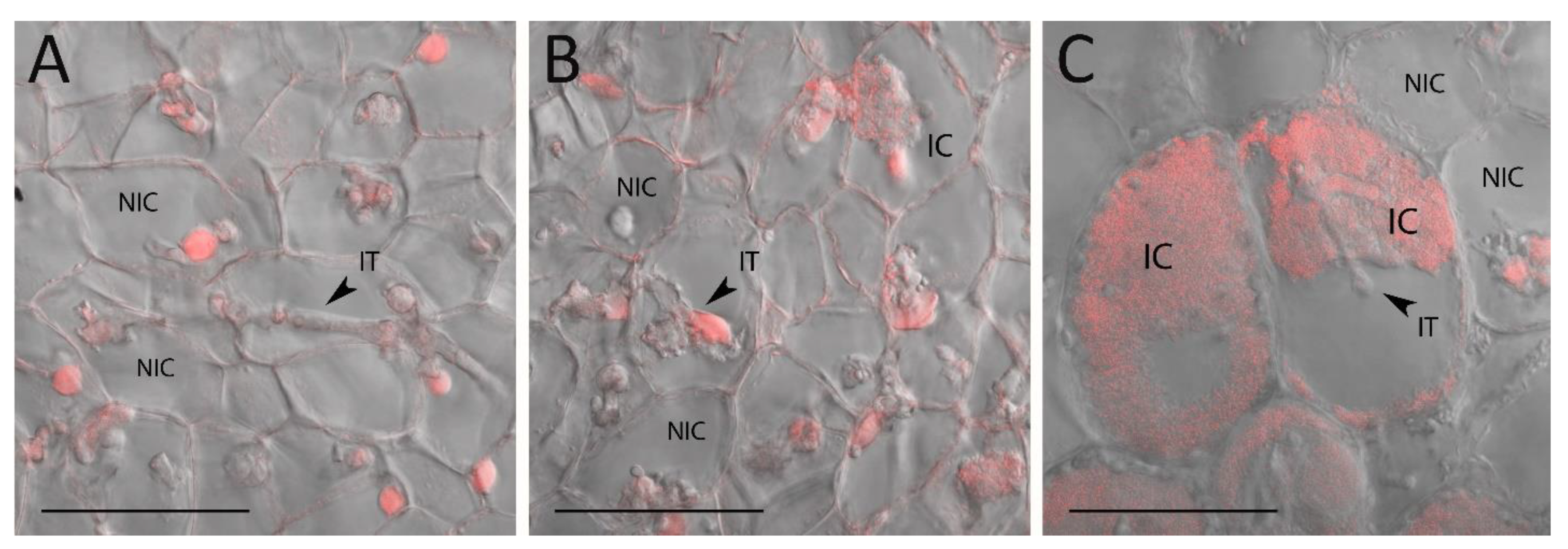Plants 12 00657 g002
