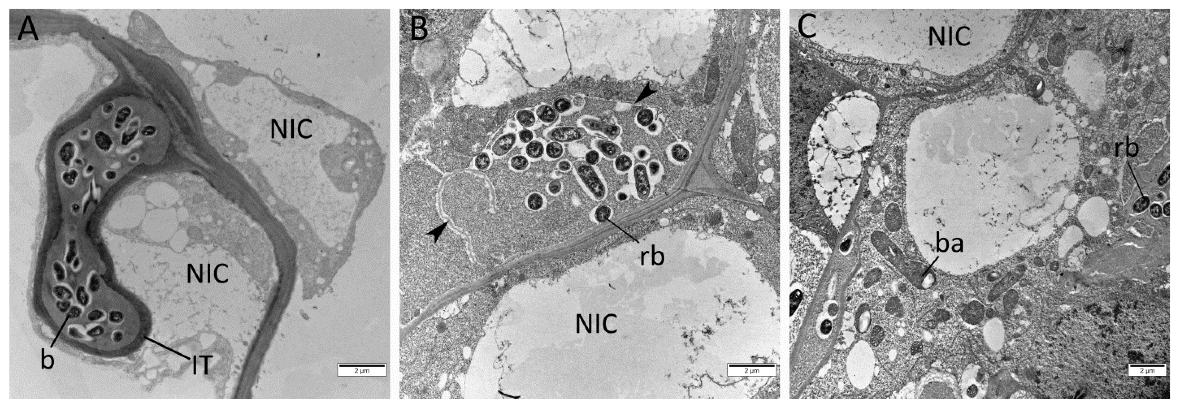 Plants 12 00657 g004