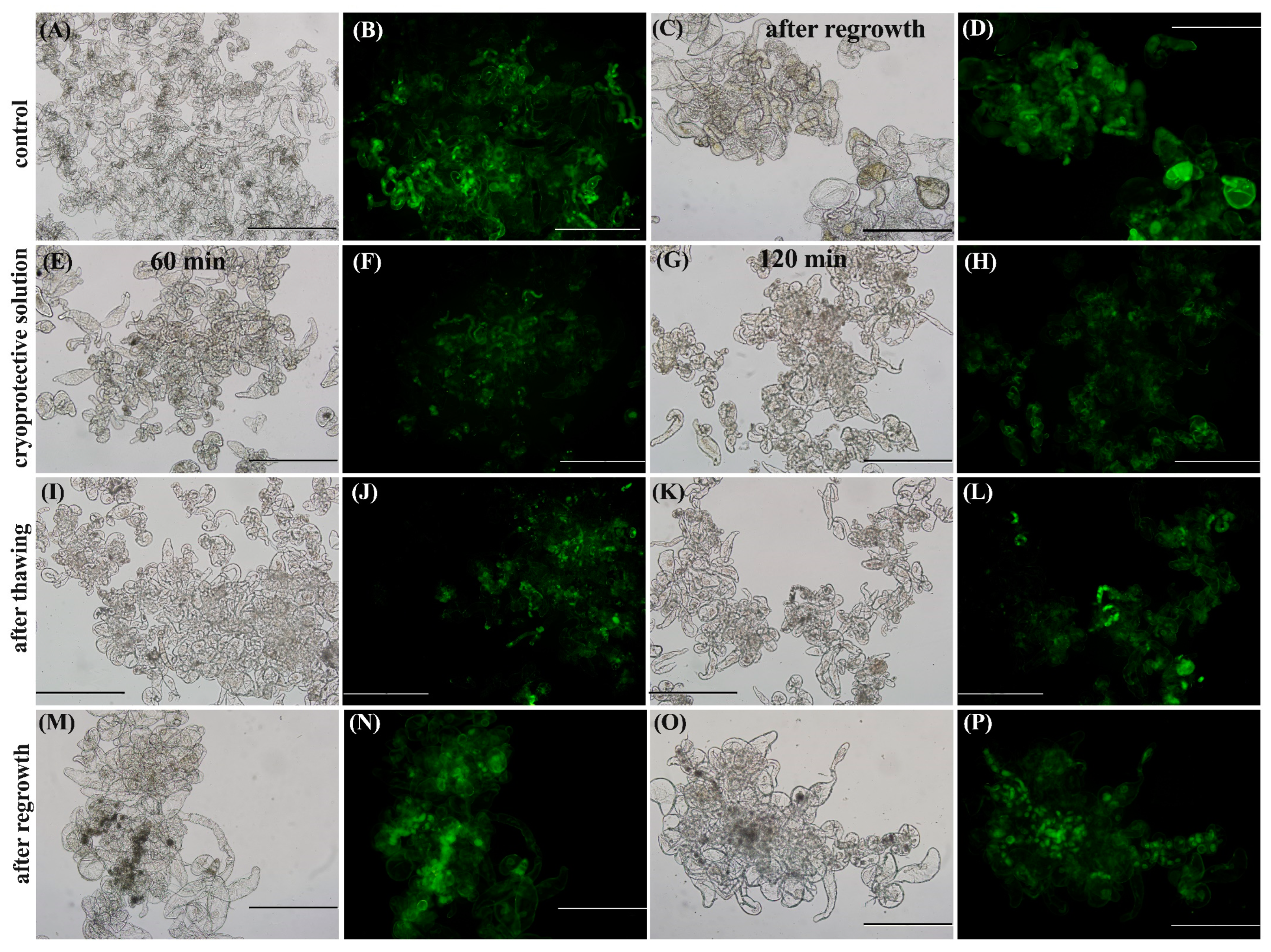 Plants 12 00673 g005
