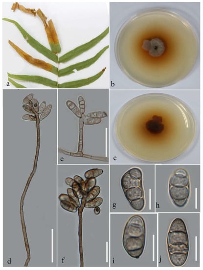 Plants 12 00683 g004