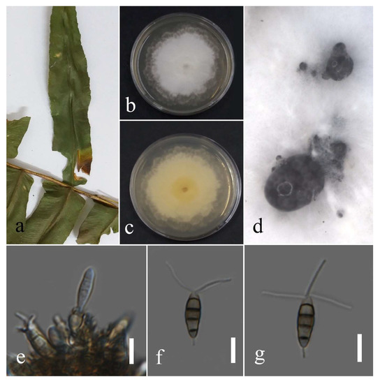 Plants 12 00683 g006