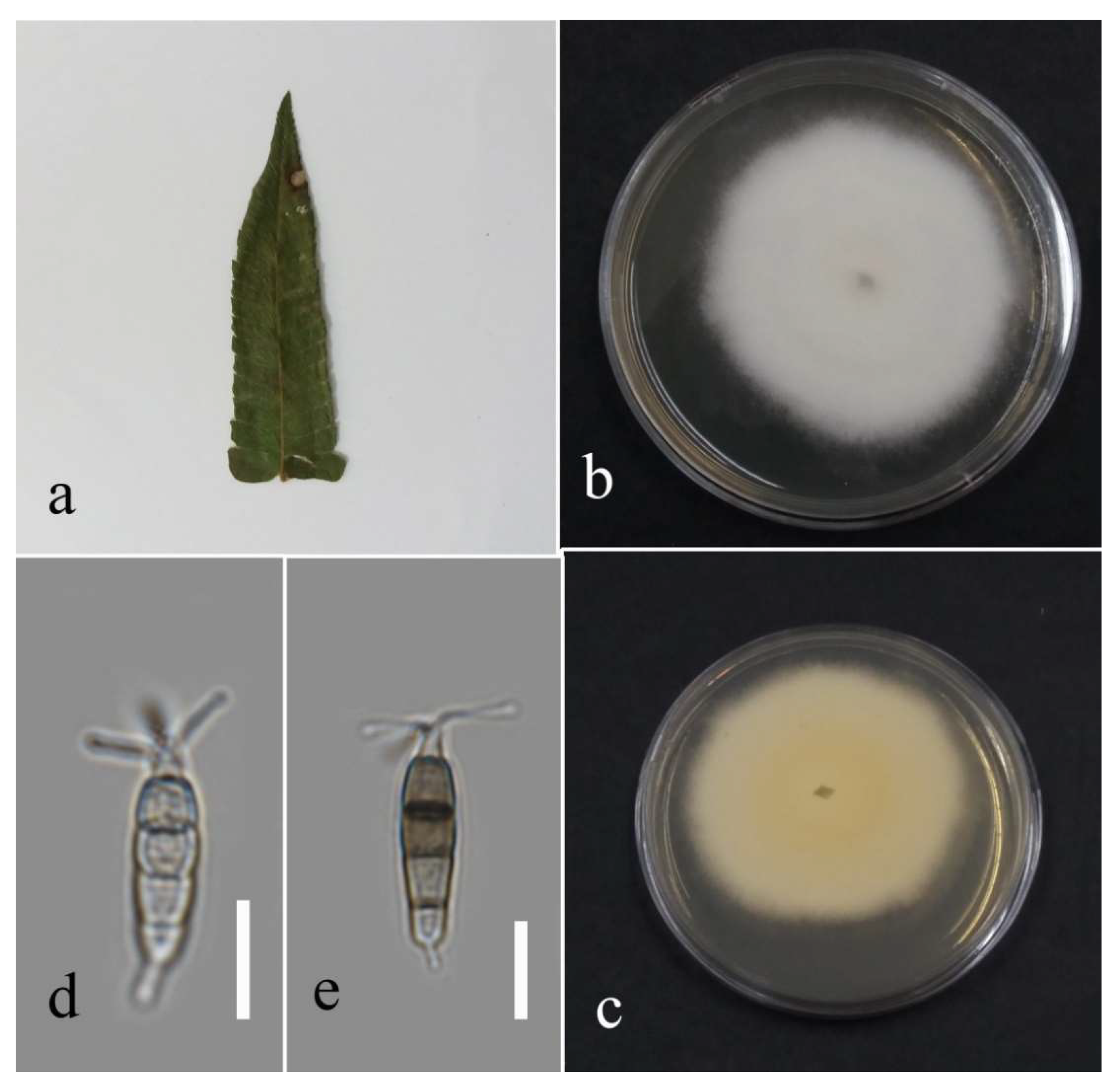 Plants 12 00683 g007