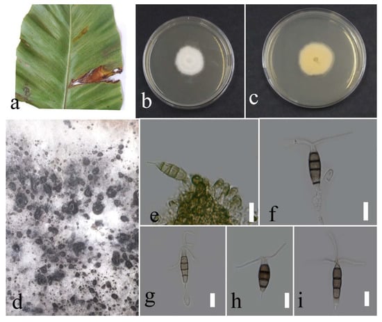 Plants 12 00683 g008