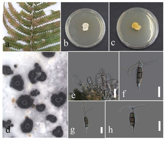 Plants 12 00683 g009