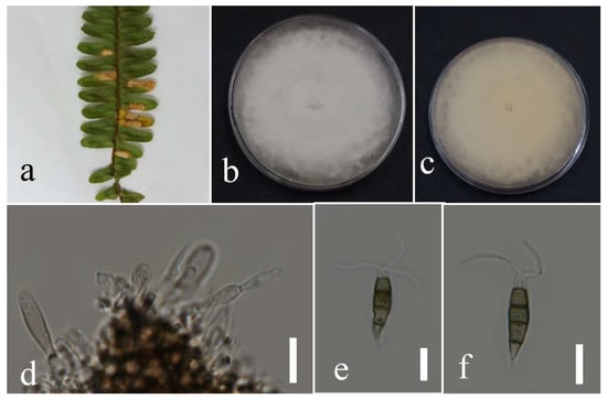 Plants 12 00683 g011