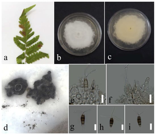 Plants 12 00683 g012