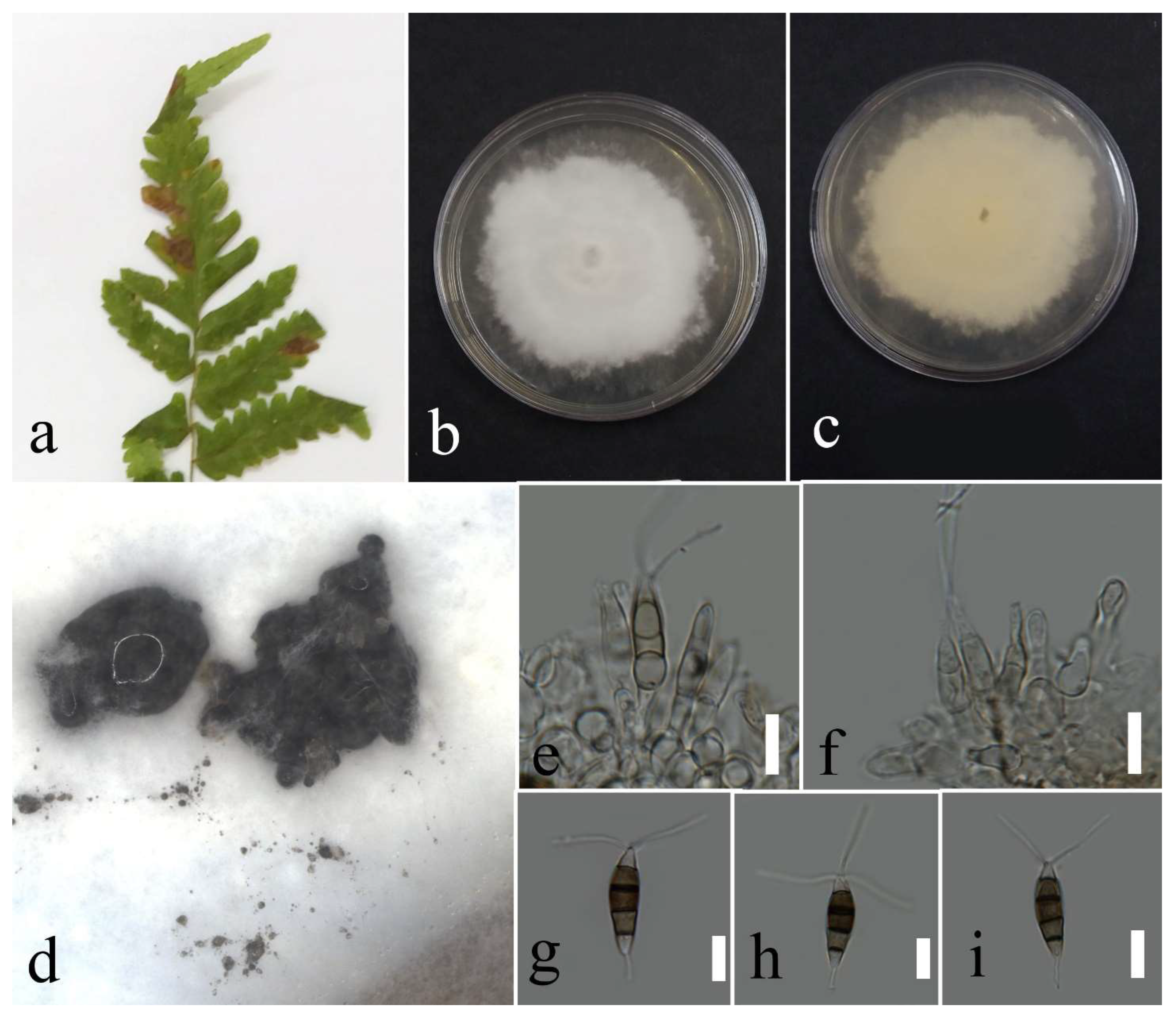 Plants 12 00683 g012