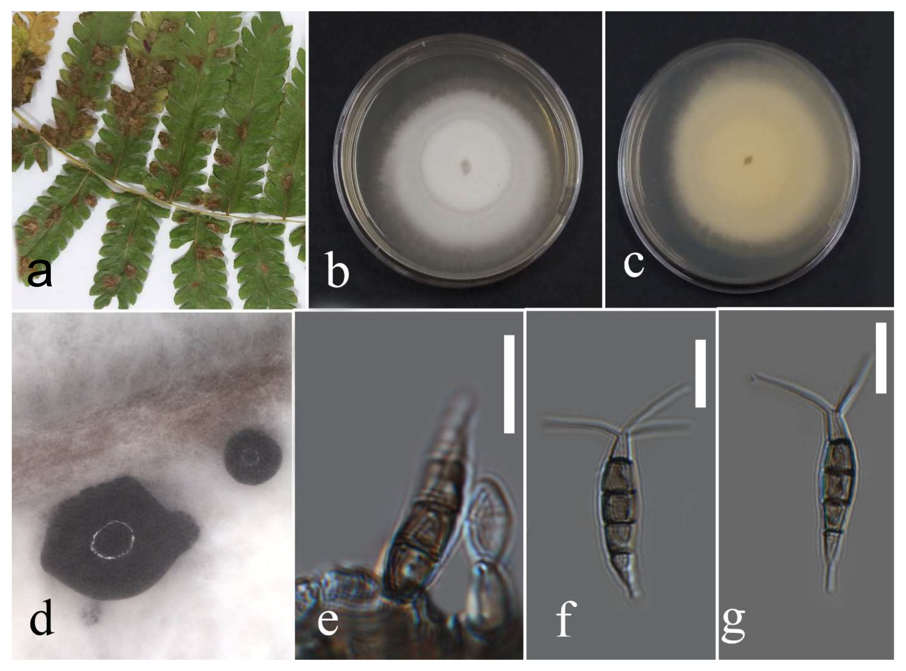 Plants 12 00683 g015