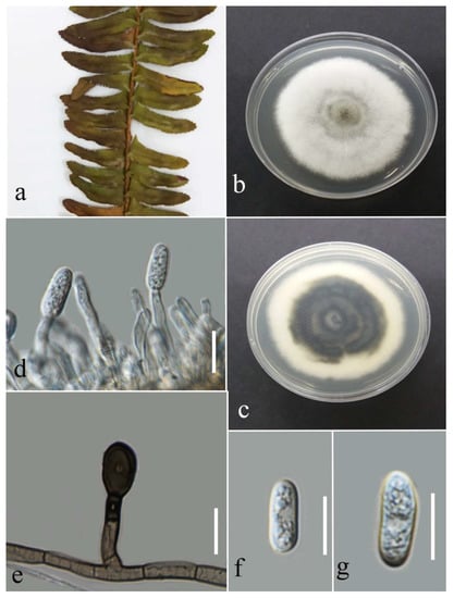 Plants 12 00683 g022