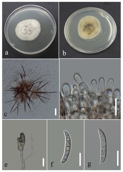 Plants 12 00683 g032