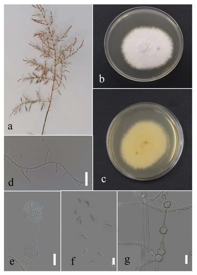 Plants 12 00683 g038