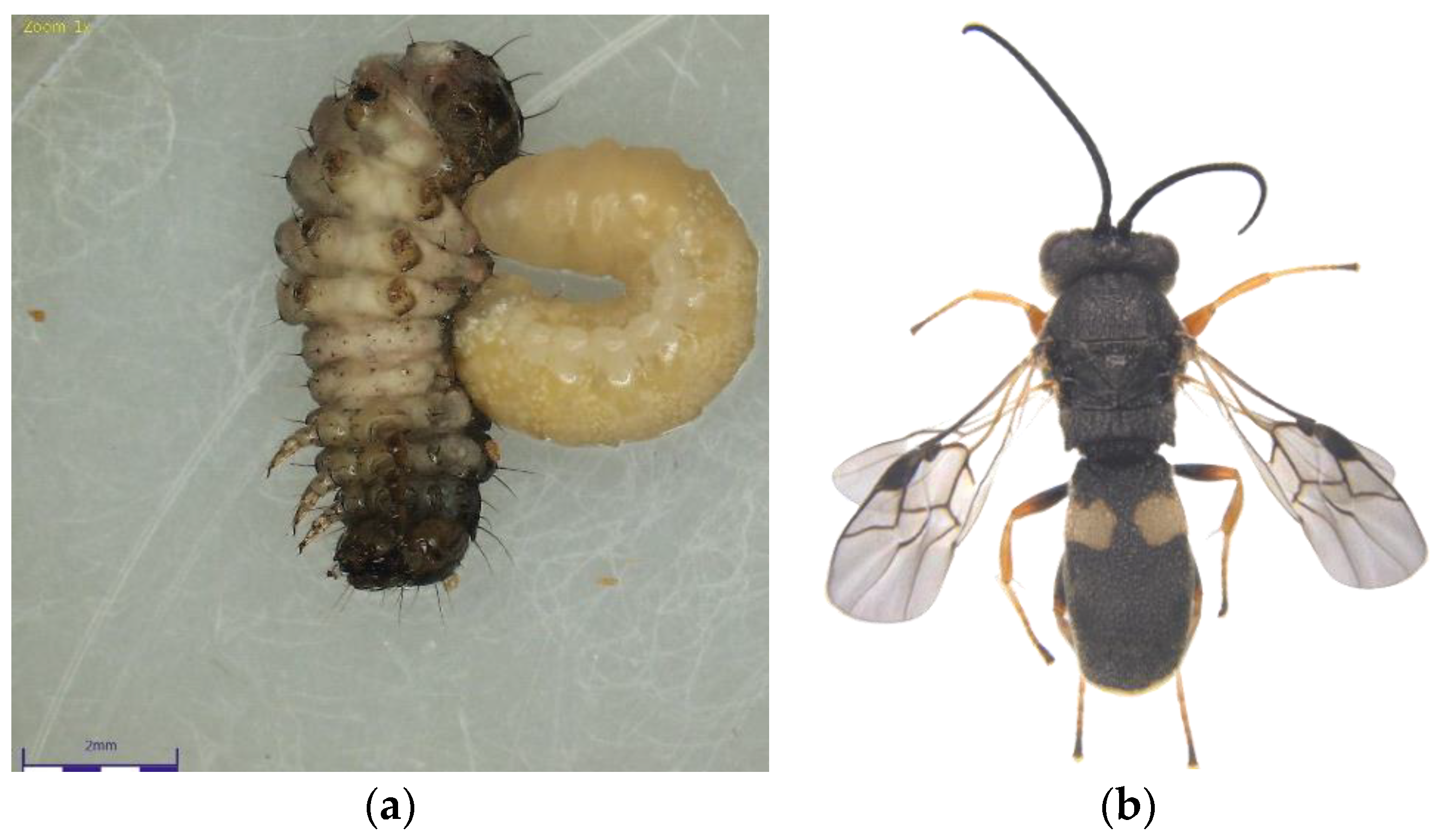 Plants 12 00685 g002 Plants 12 00685 g002