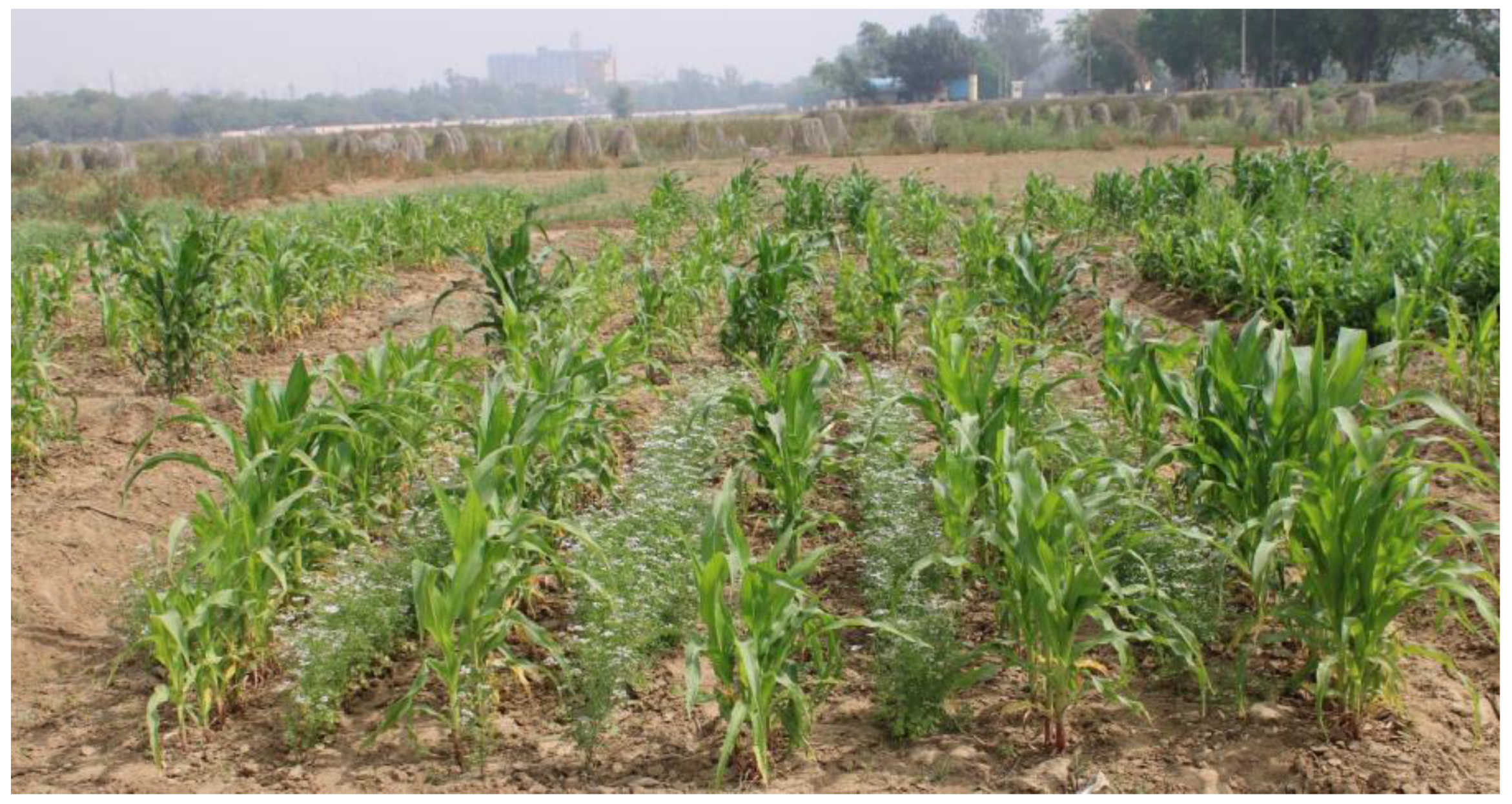 Plants 12 00685 g006 Plants 12 00685 g006