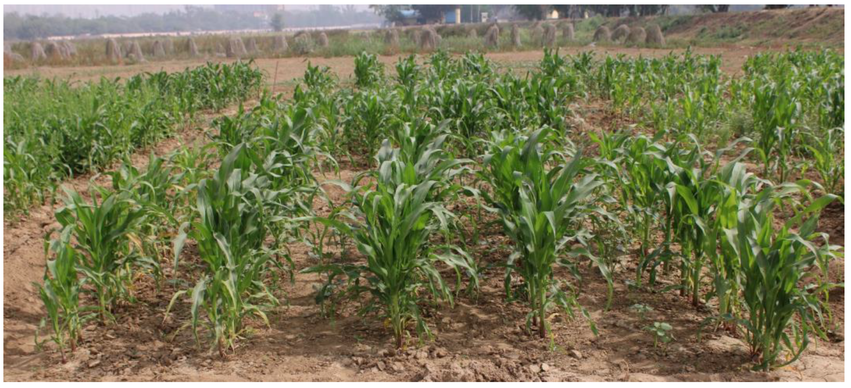 Plants 12 00685 g007 Plants 12 00685 g007