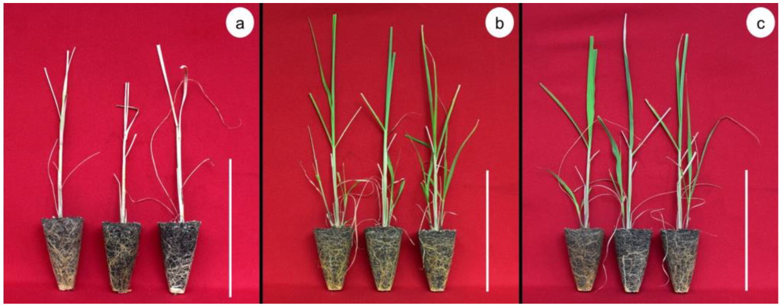 Plants 12 00687 g002 Plants 12 00687 g002