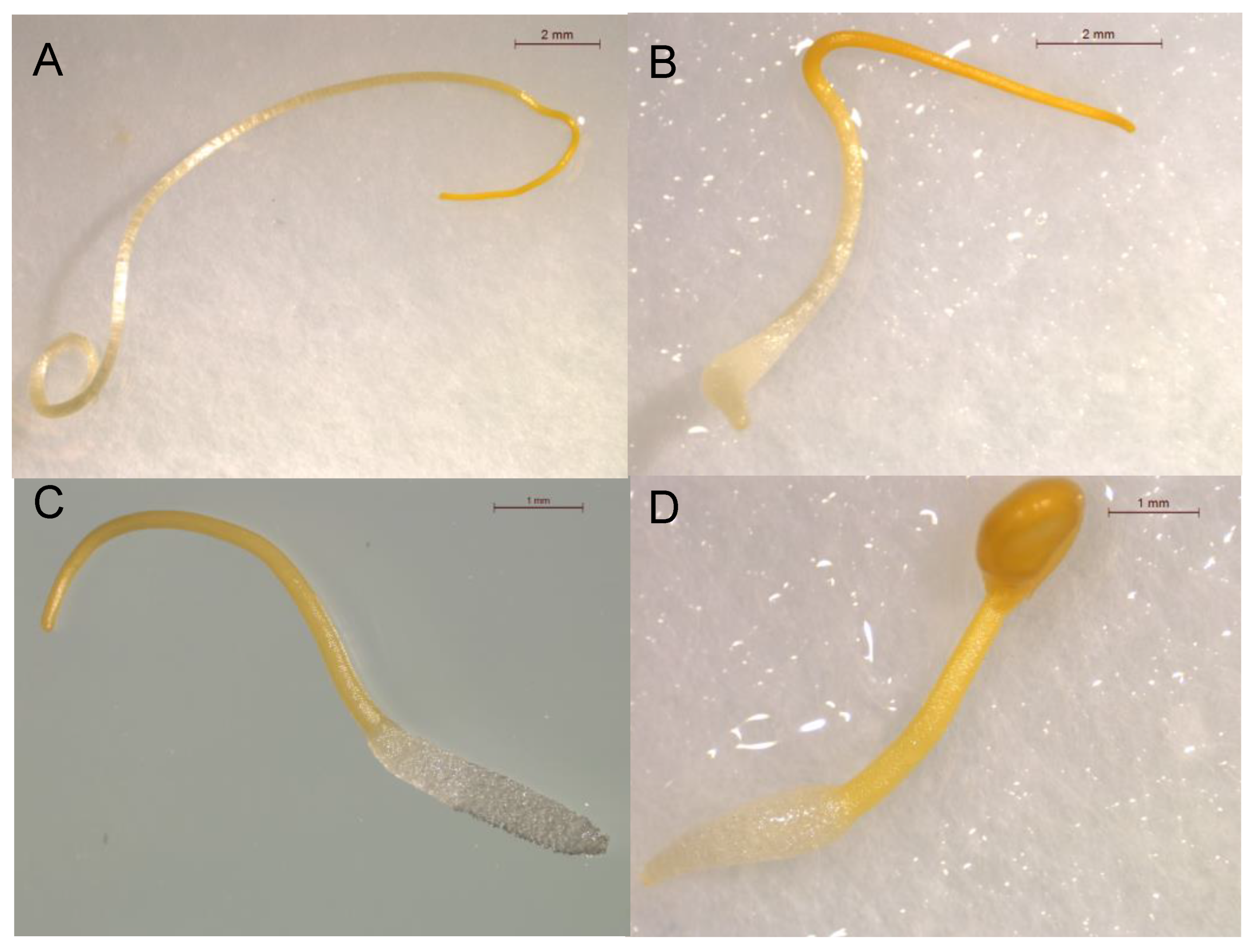 Plants 12 00697 g003