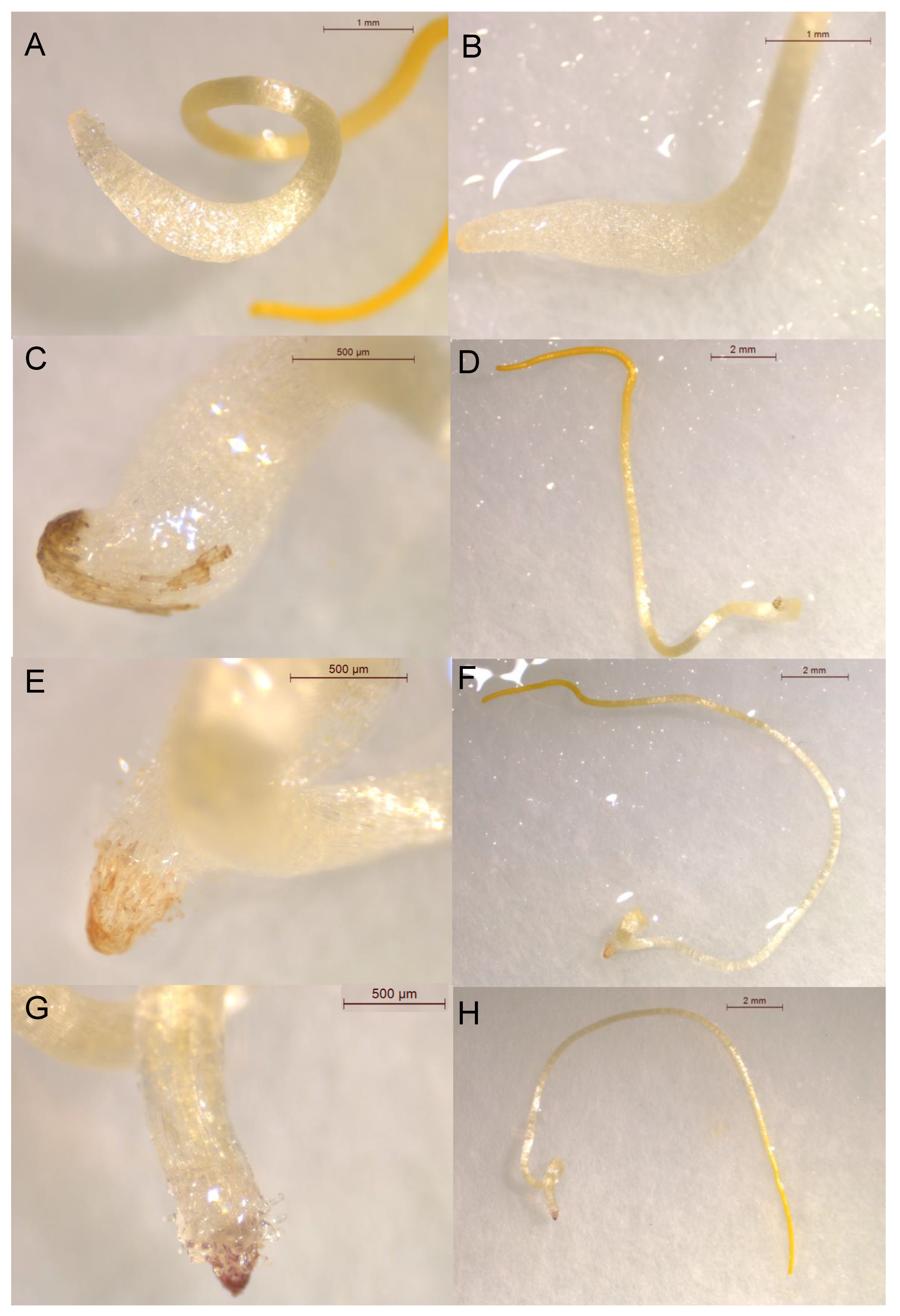 Plants 12 00697 g004