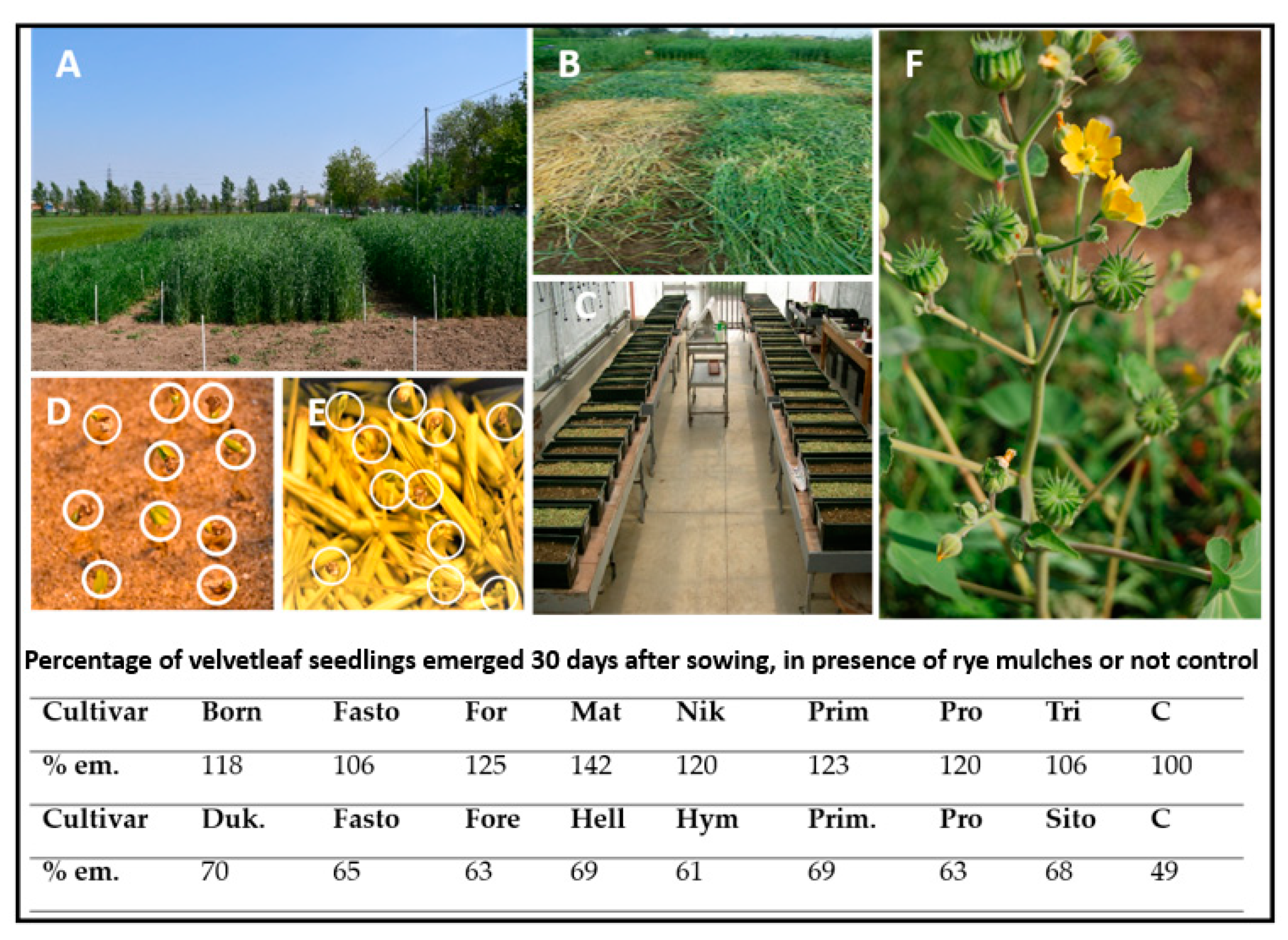 Plants 12 00700 g001 Plants 12 00700 g001