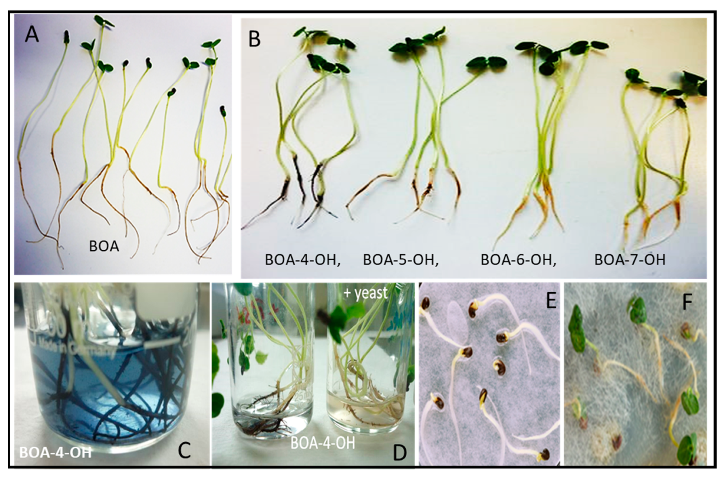 Plants 12 00700 g002 Plants 12 00700 g002