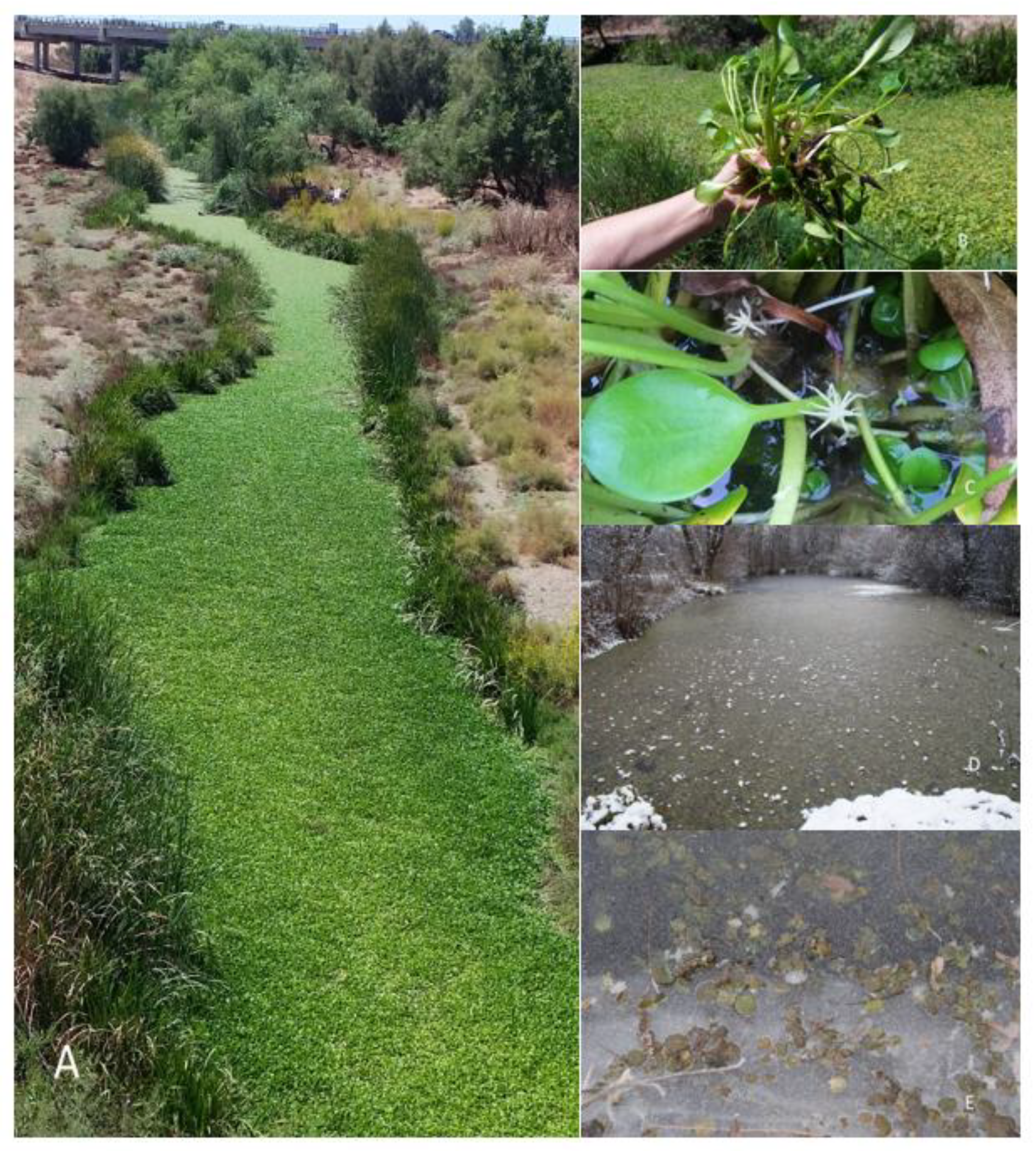 Plants 12 00701 g001 Plants 12 00701 g001