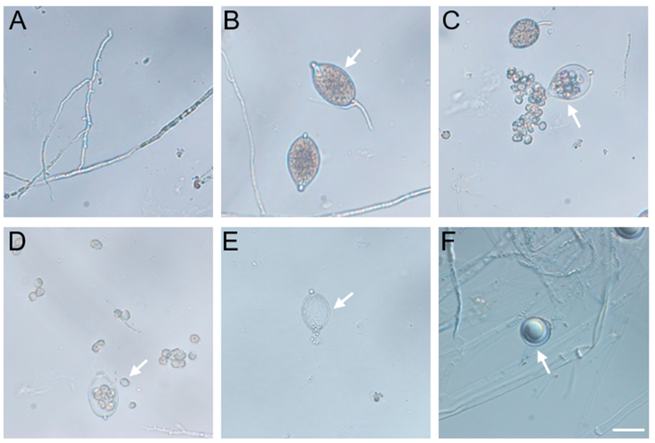 Plants 12 00702 g001