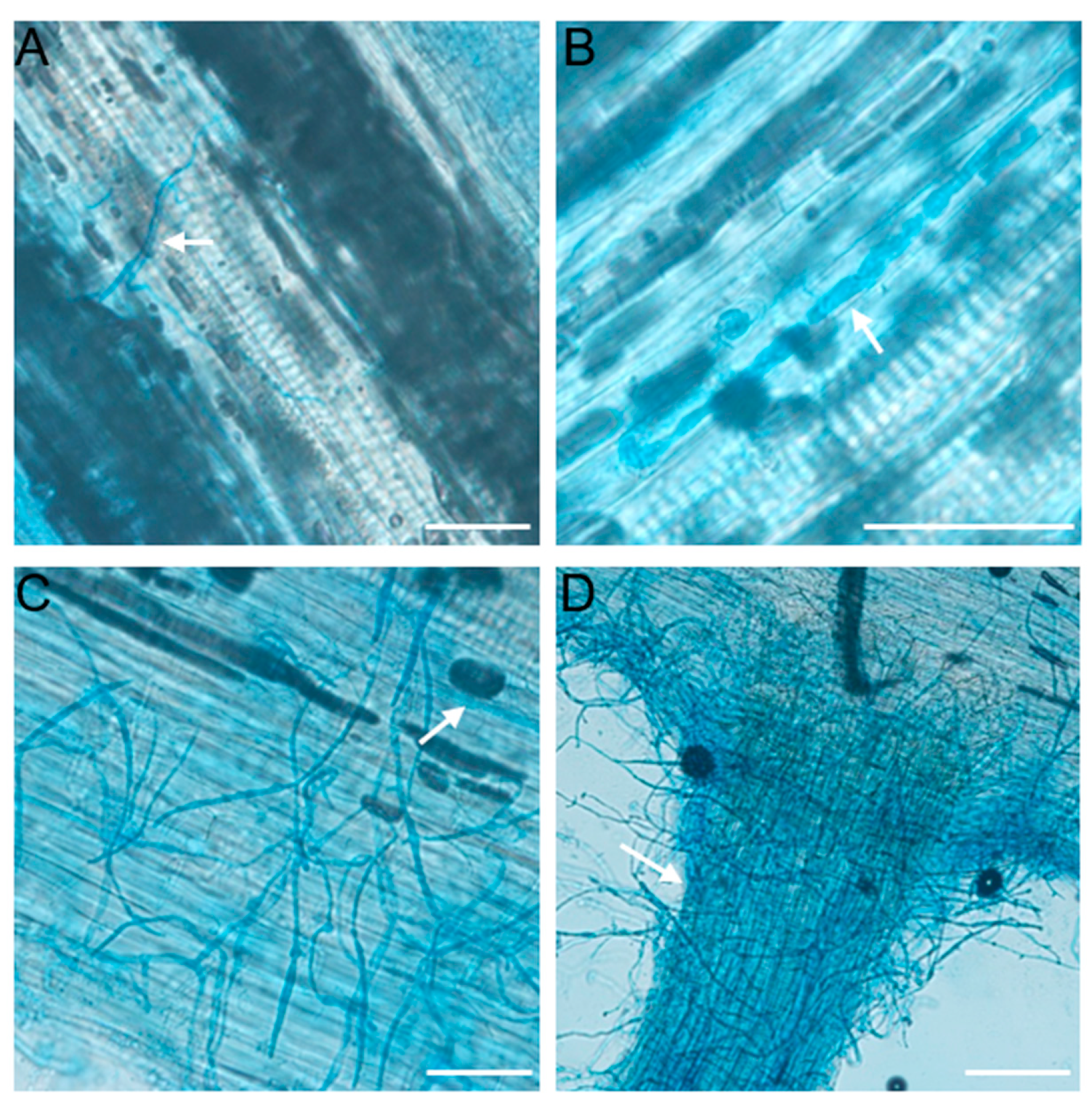 Plants 12 00702 g004