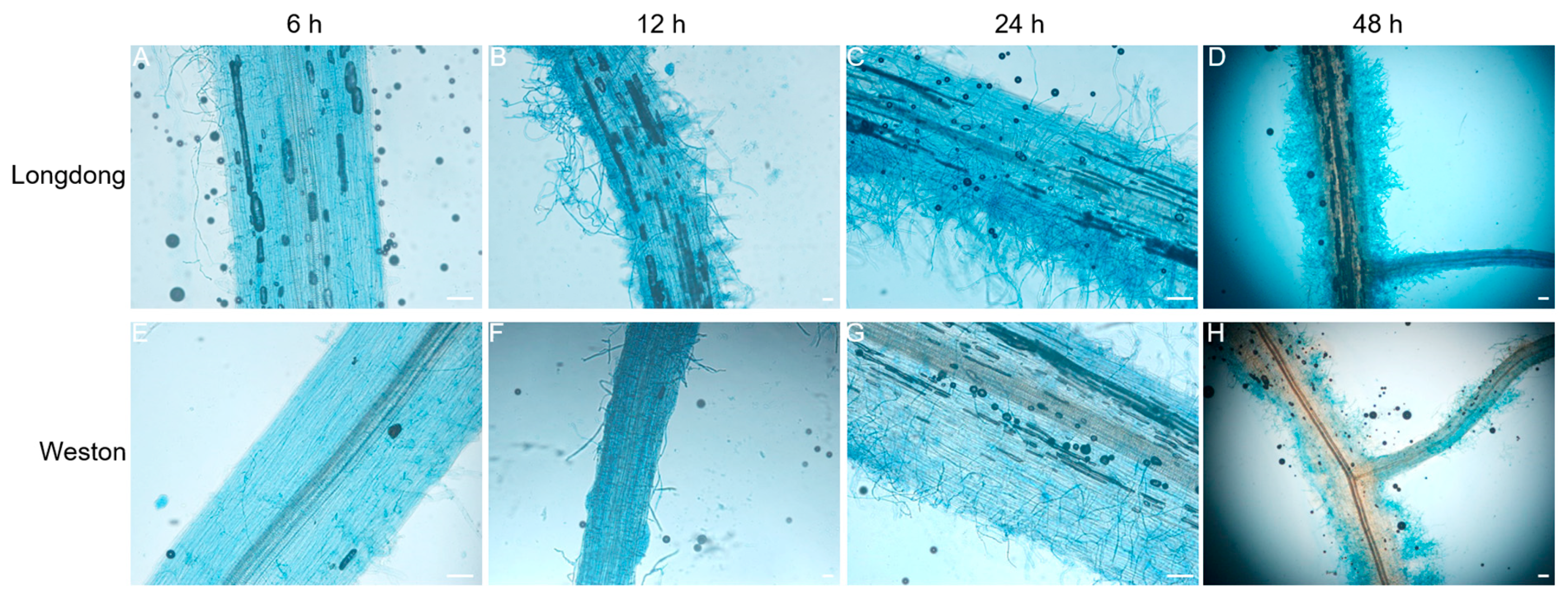 Plants 12 00702 g006