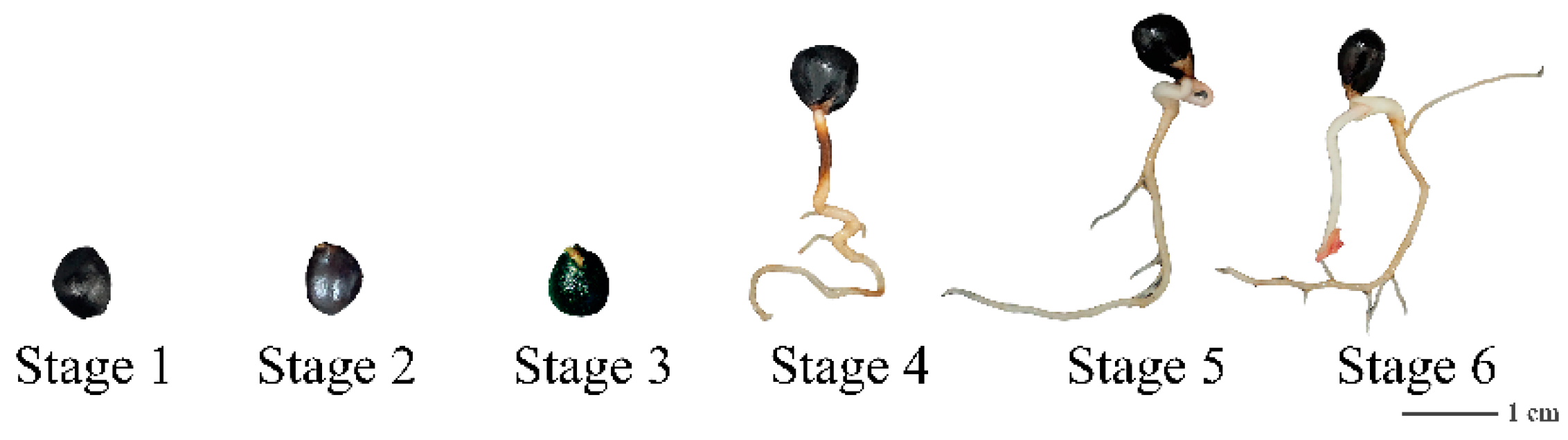 Plants 12 00710 g001