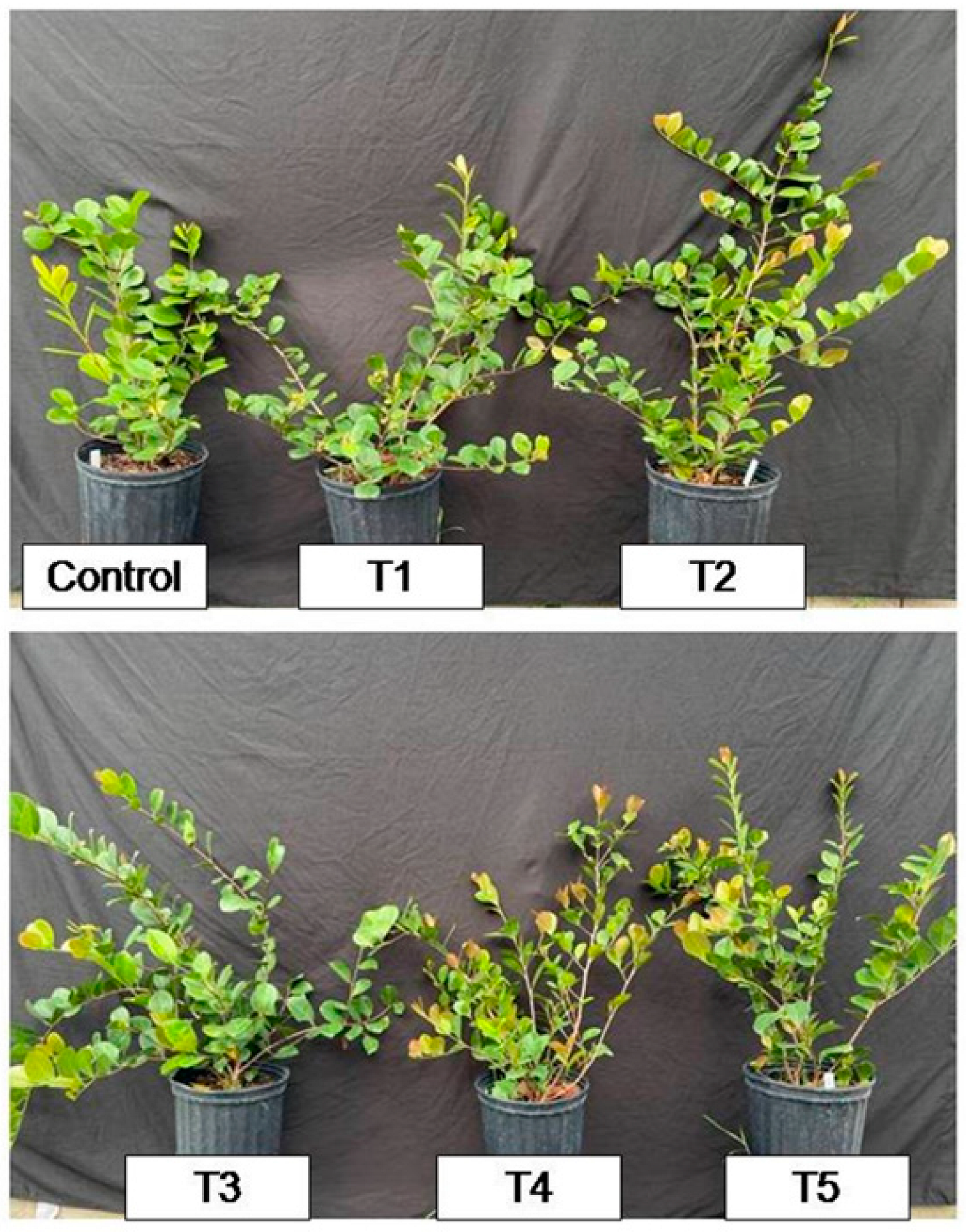 Plants 12 00760 g003