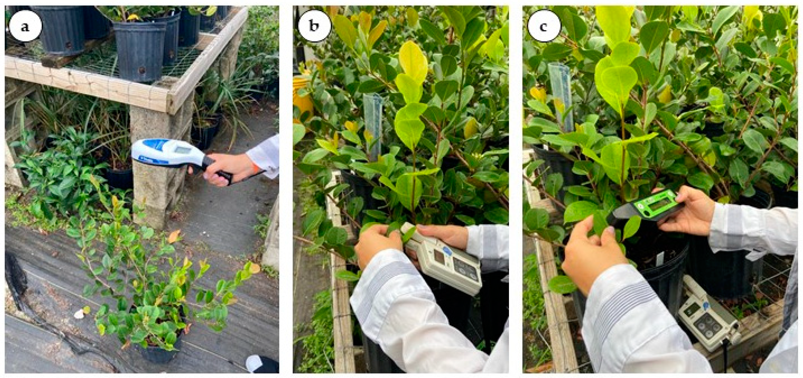 Plants 12 00760 g005