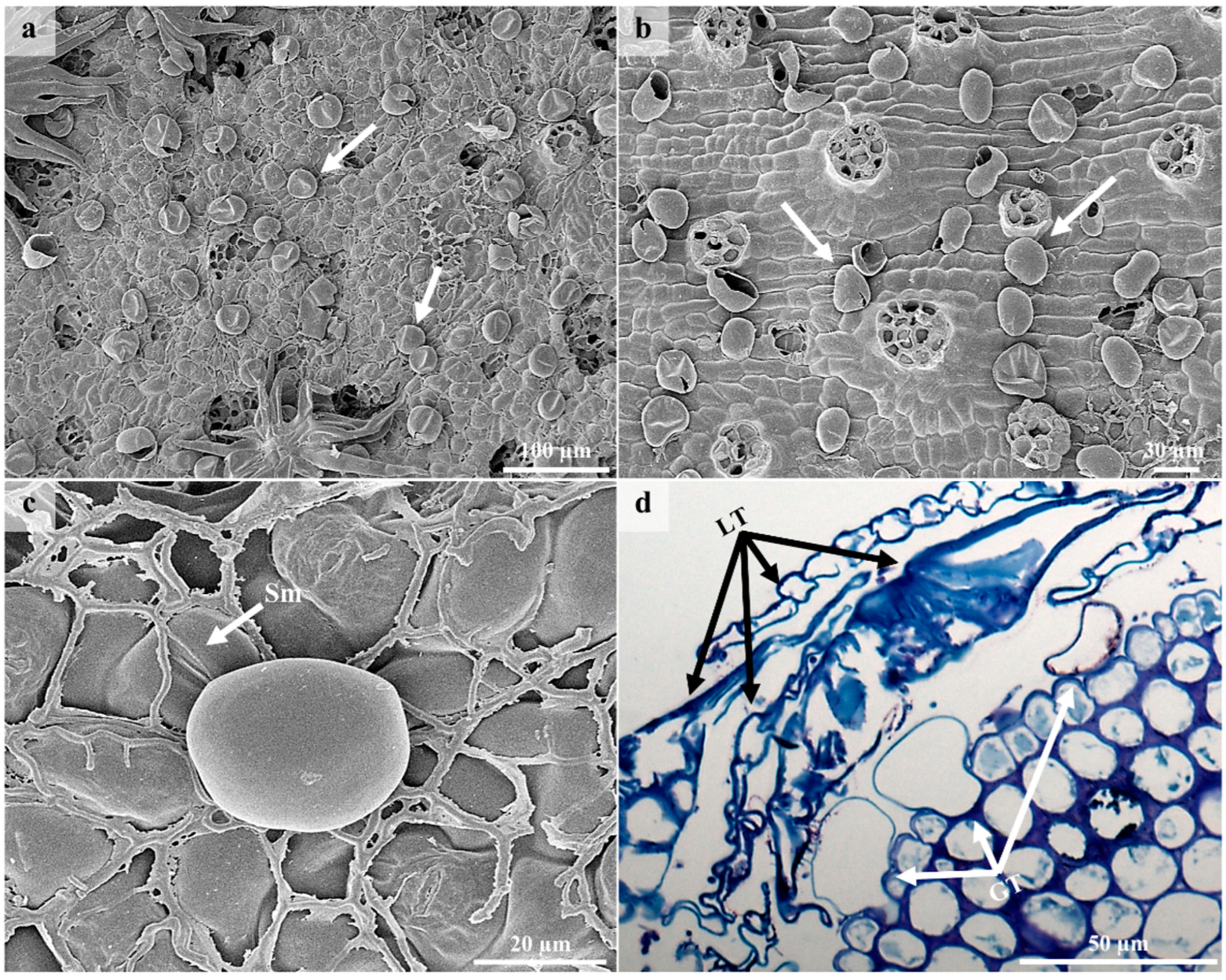 Plants 12 00772 g005