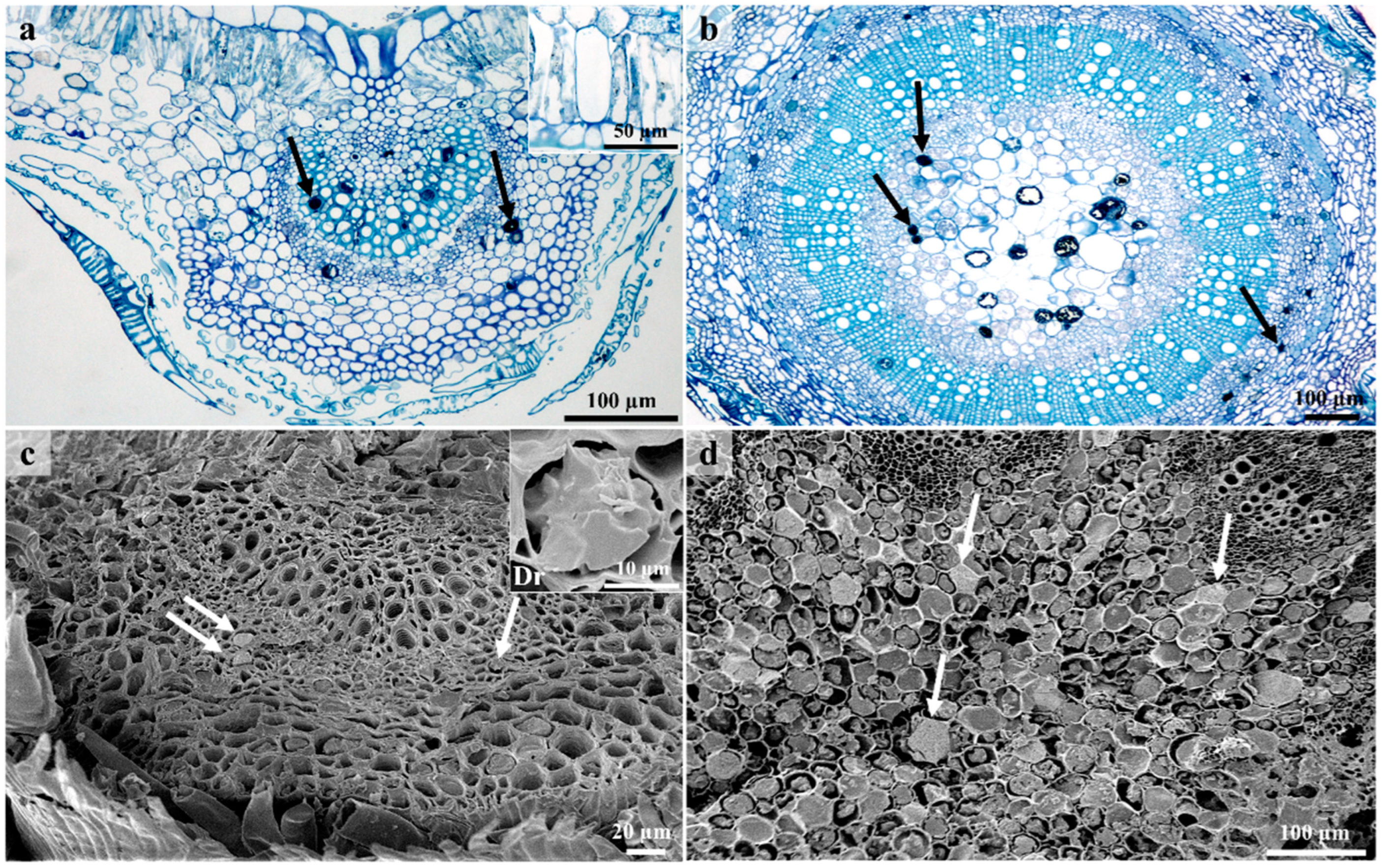 Plants 12 00772 g006