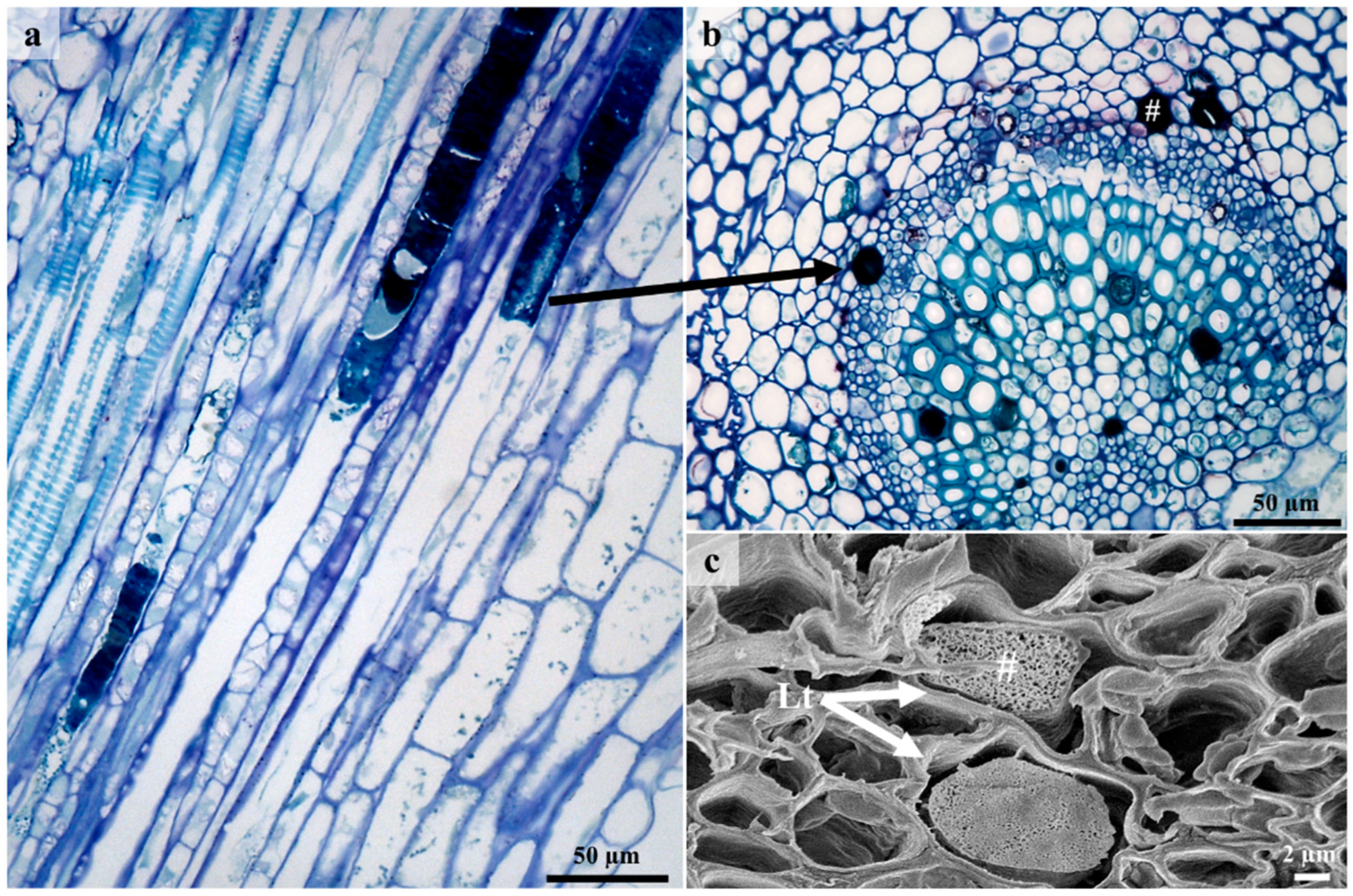 Plants 12 00772 g007