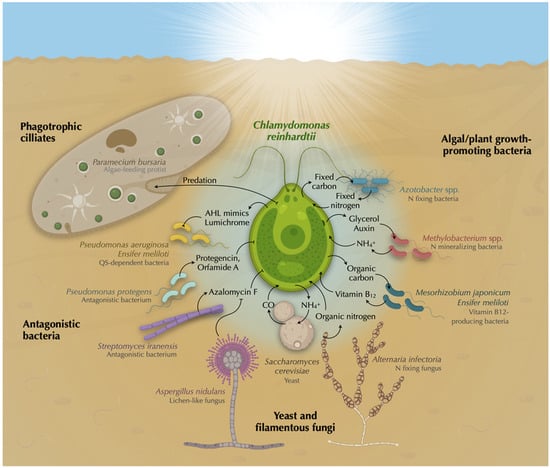 Plants 12 00788 g001