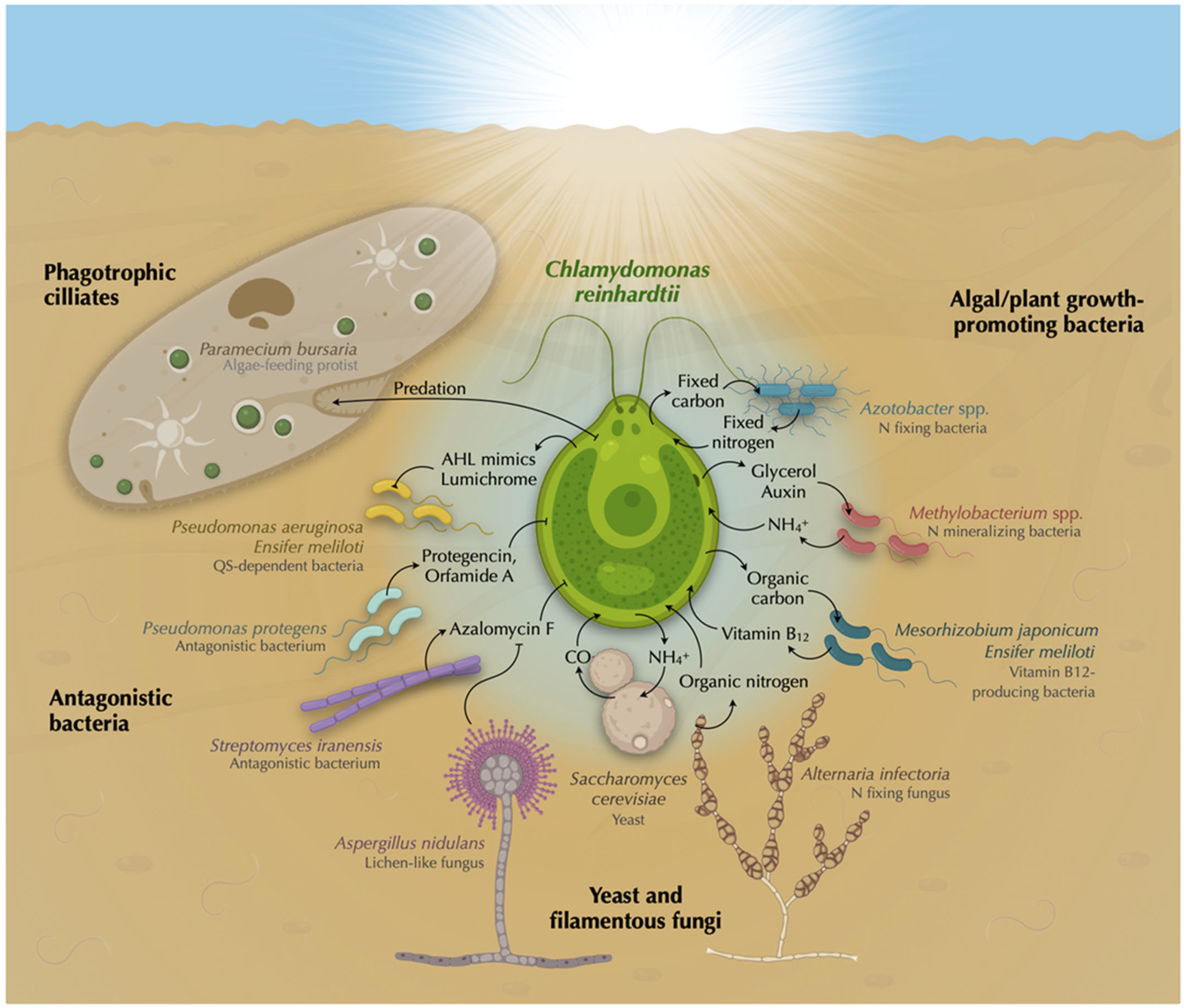 Plants 12 00788 g001