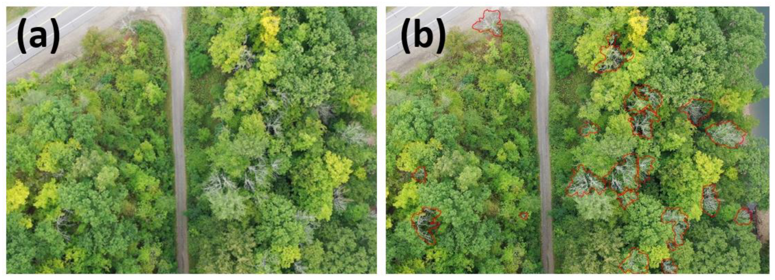 Plants 12 00798 g007