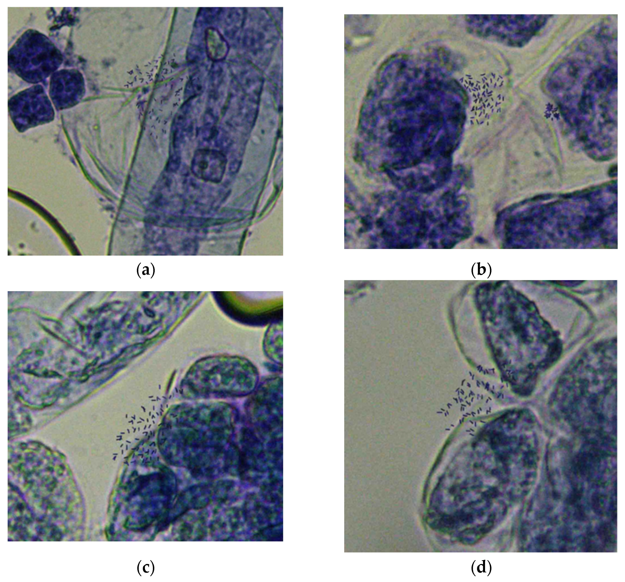 Plants 12 00810 g001