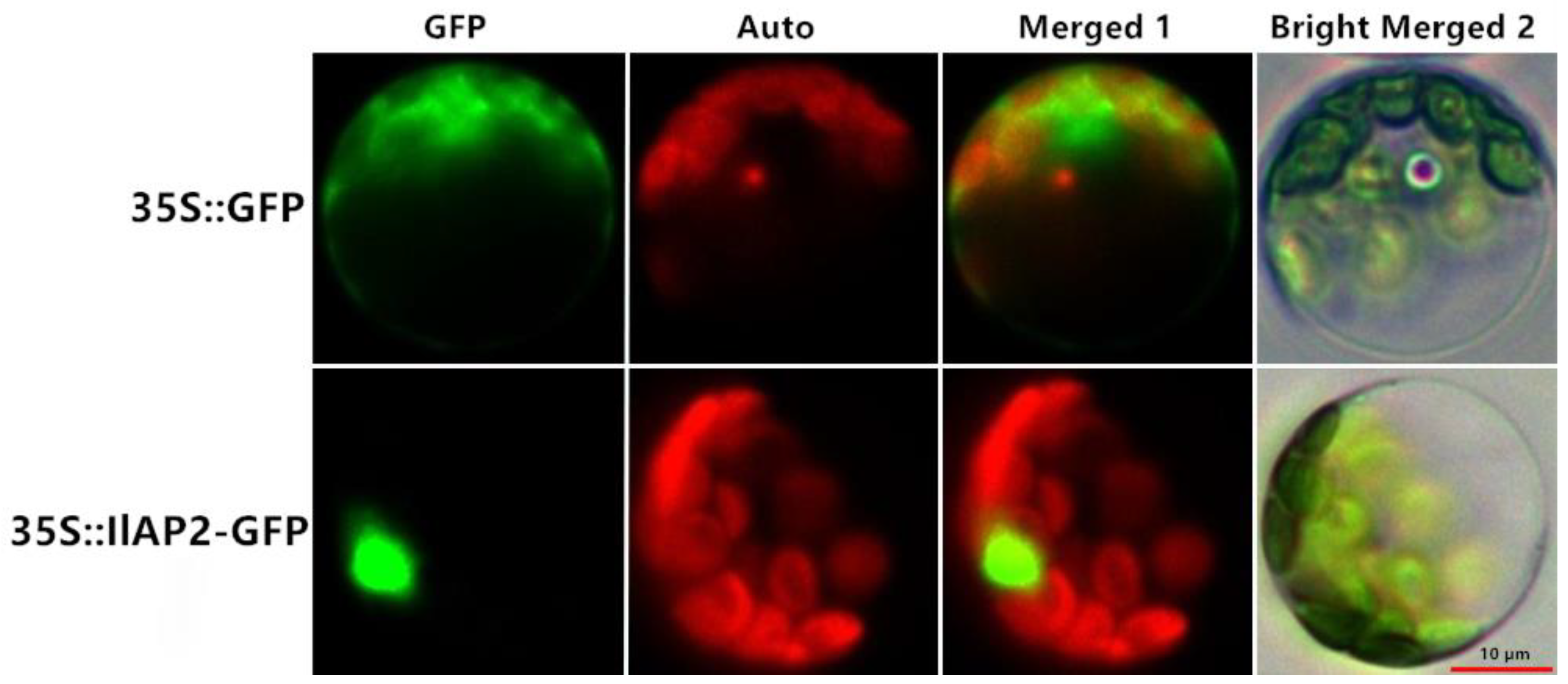 Plants 12 00823 g002