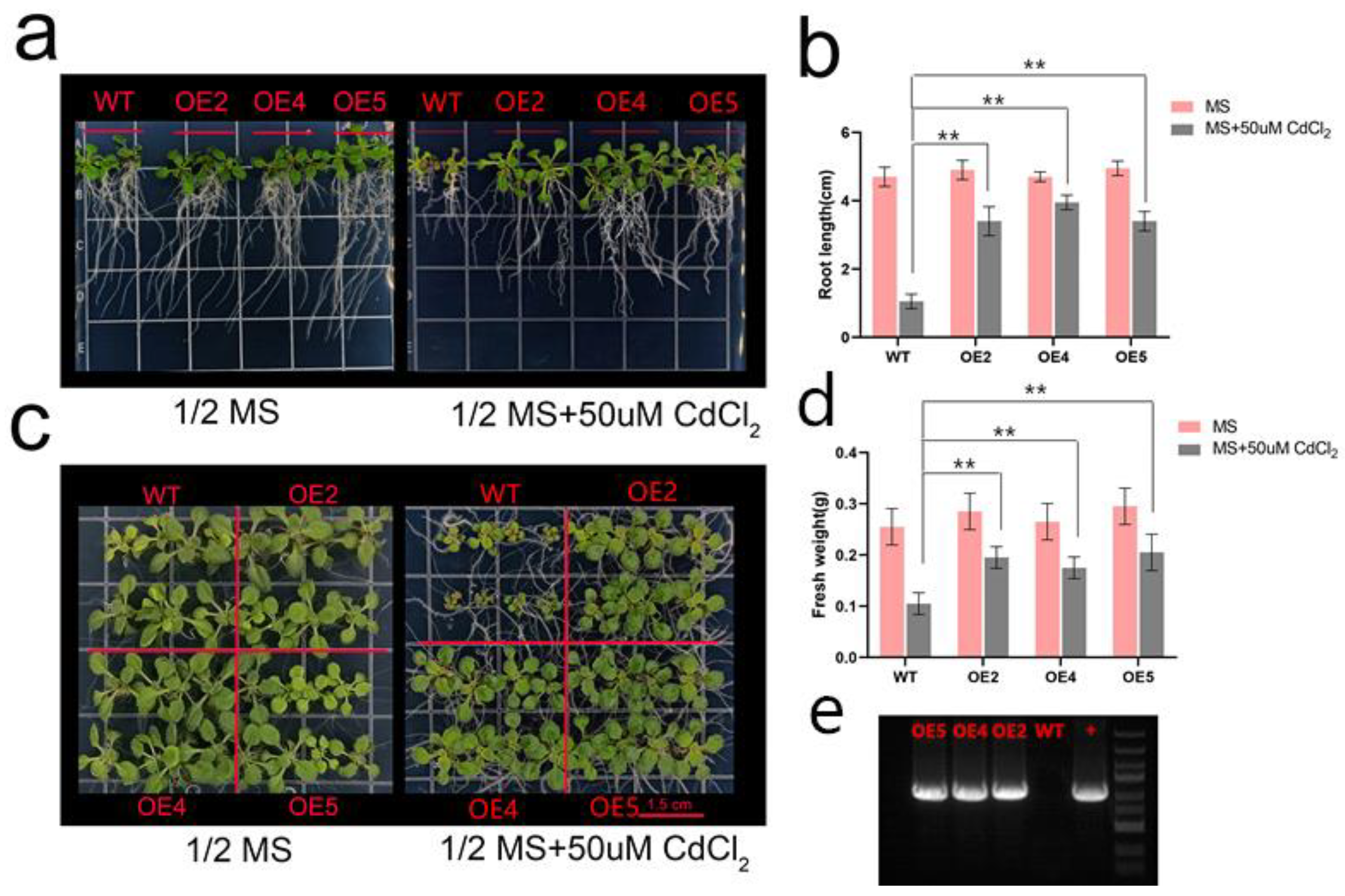 Plants 12 00823 g005