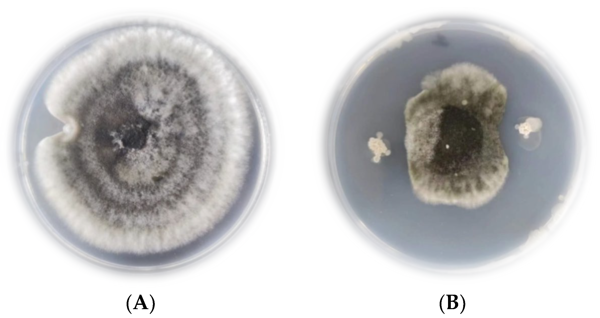 Plants 12 00828 g002